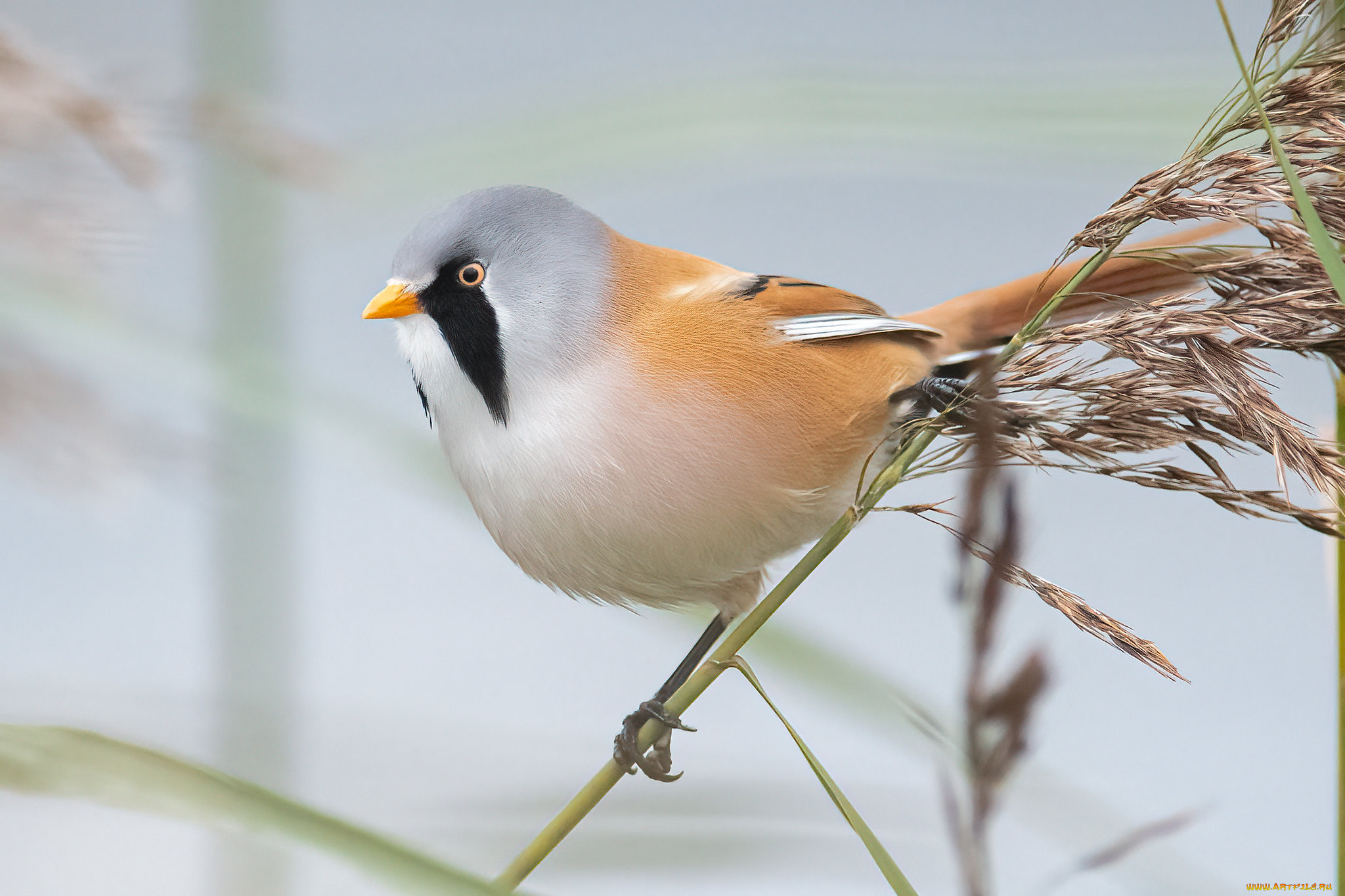 животные, синицы, , лазоревки, птица