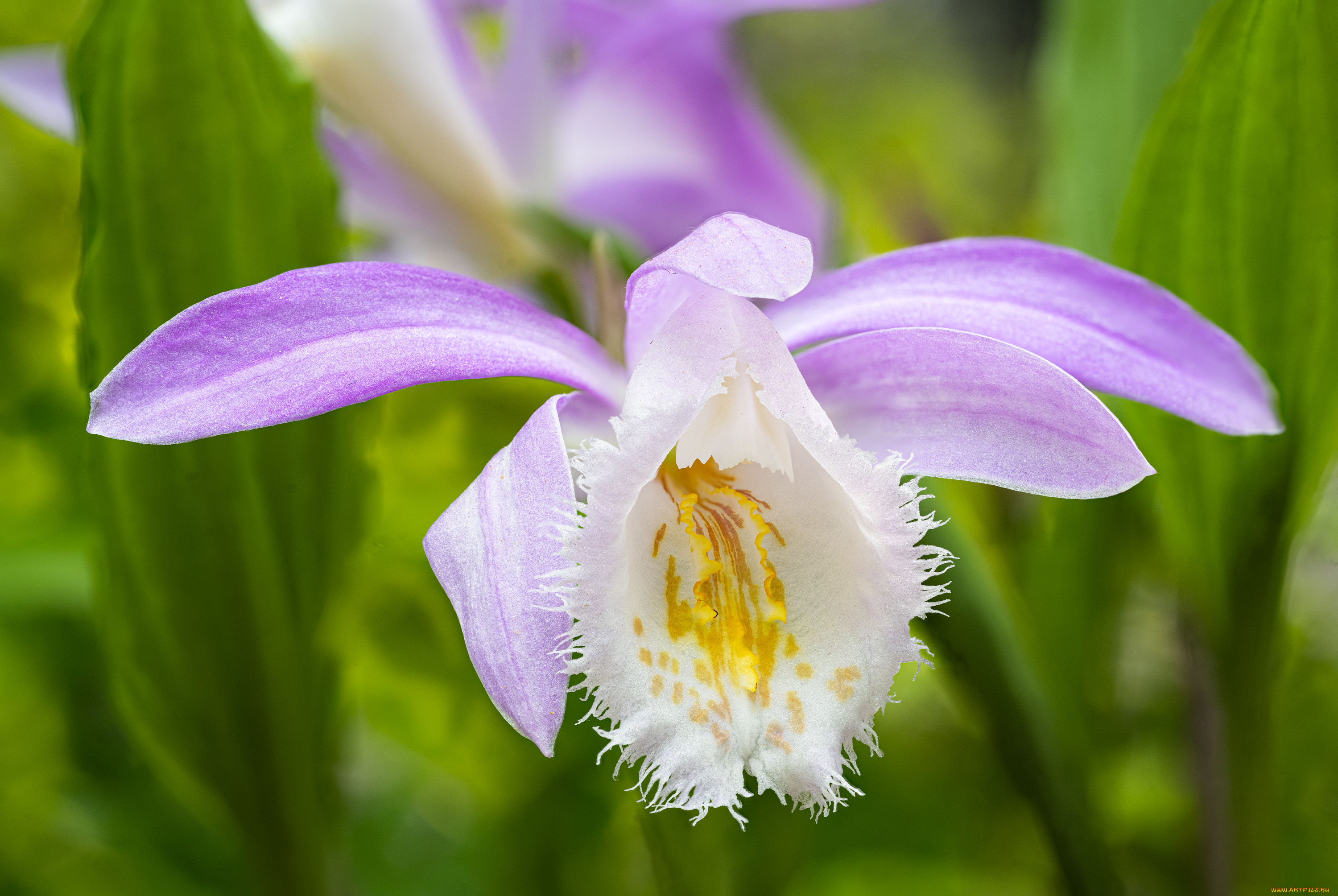 цветы, орхидеи, орхидея