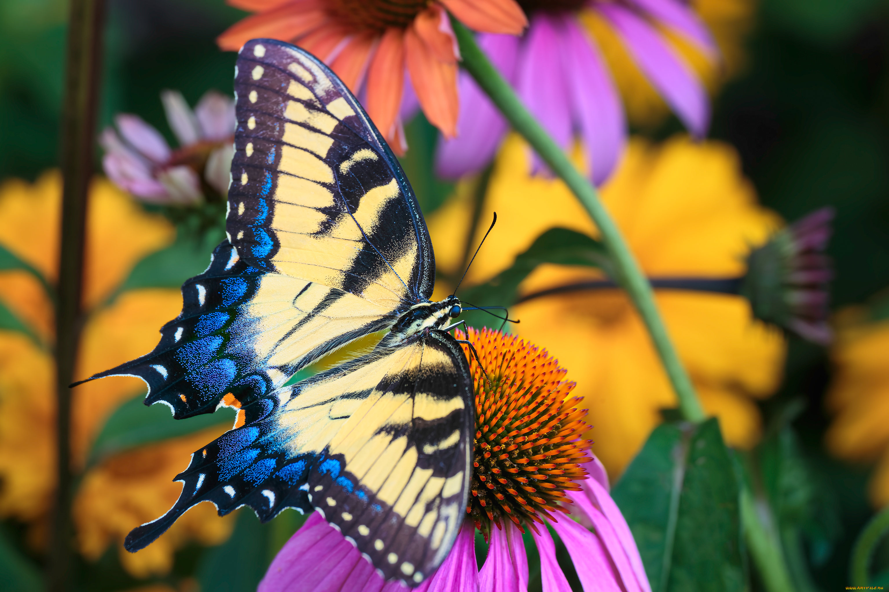 животные, бабочки, , мотыльки, , моли, бабочка