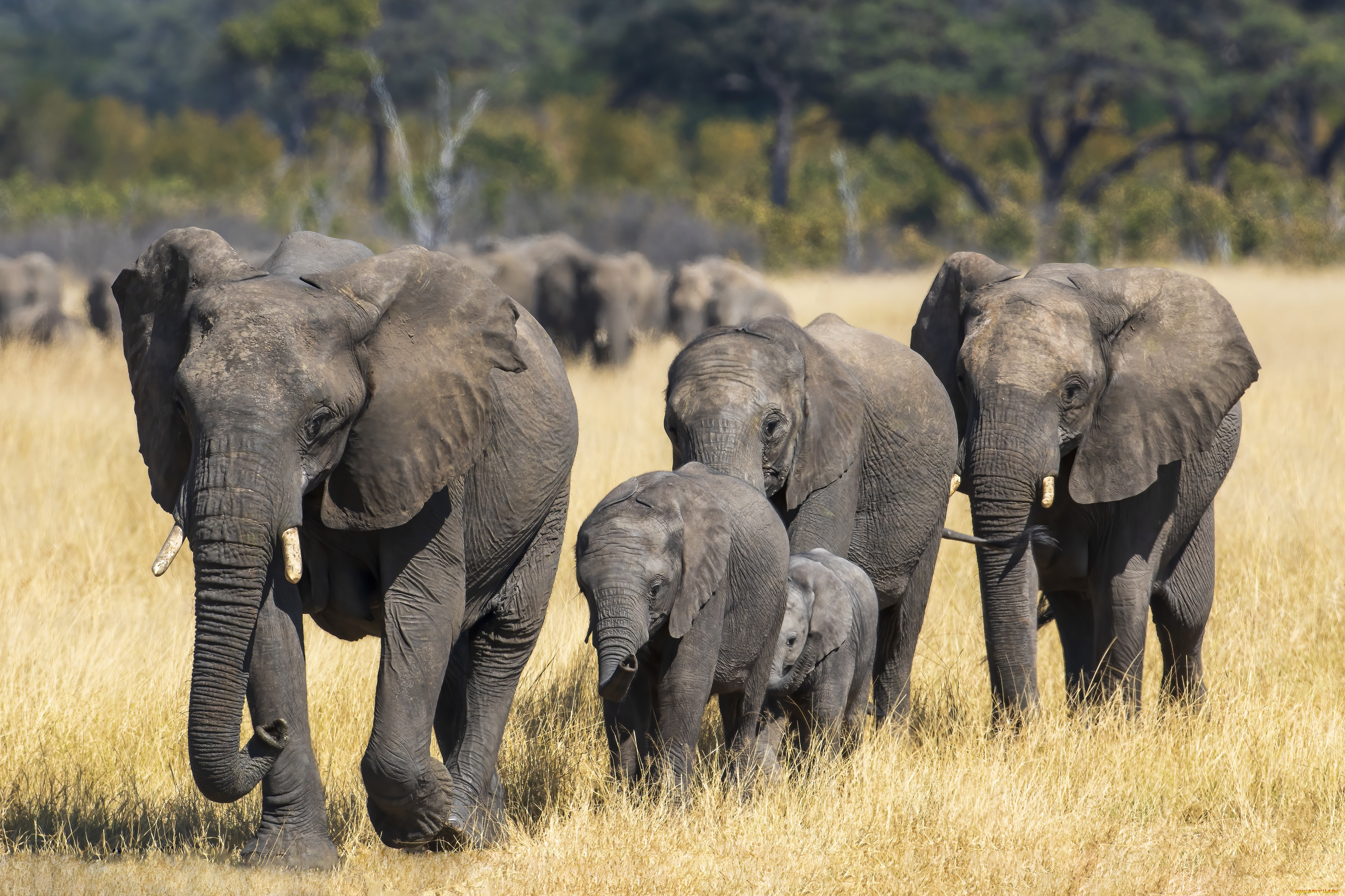 животные, слоны