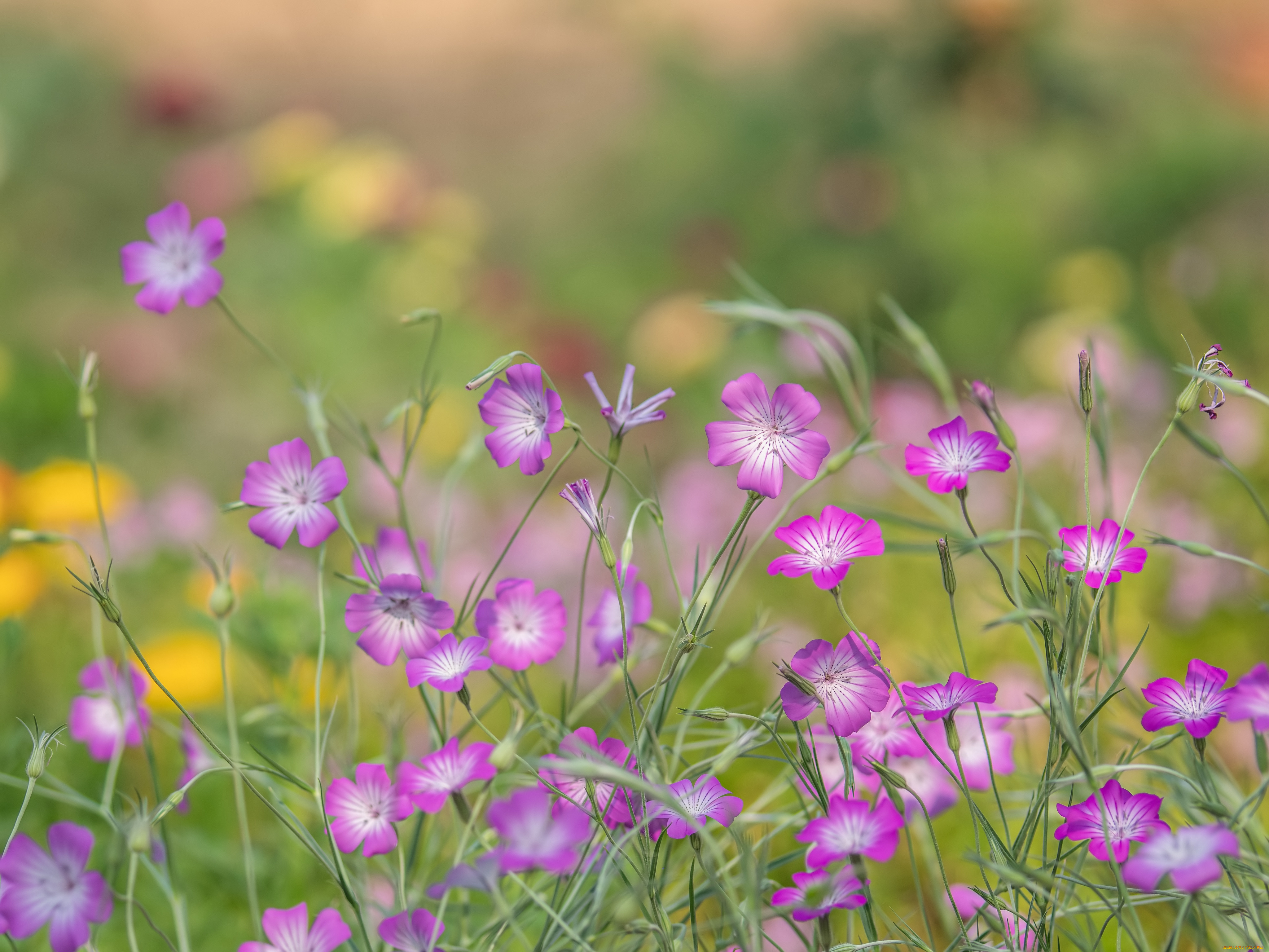 цветы, луговые, , полевые, , цветы, лето