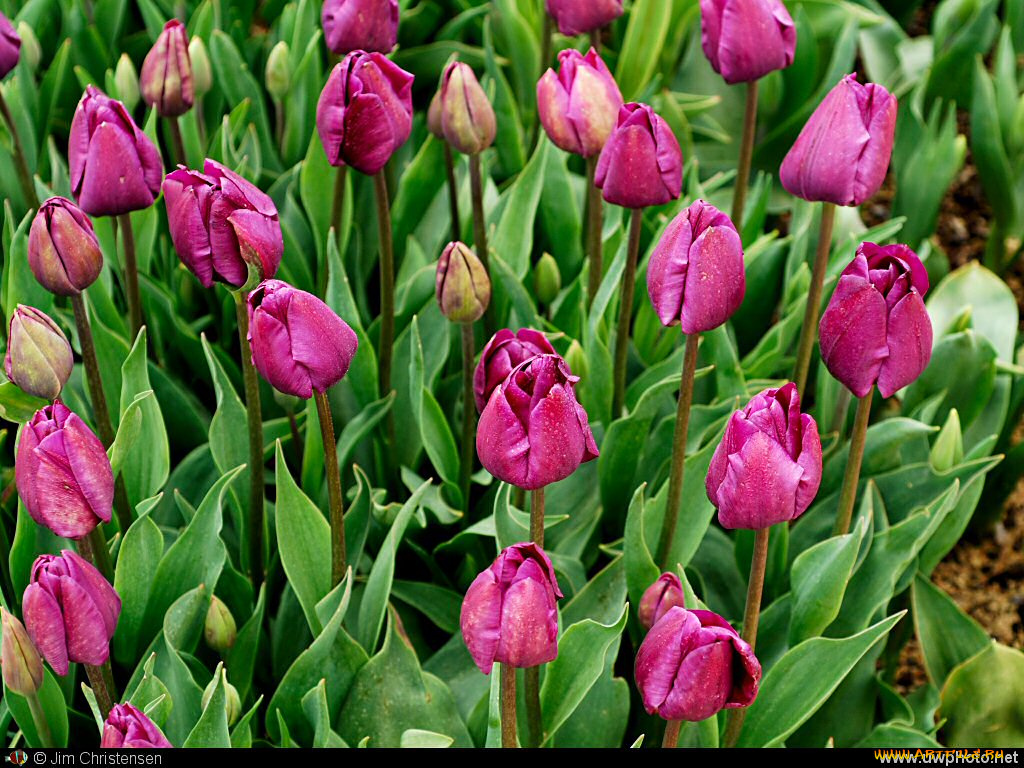 цветы, тюльпаны