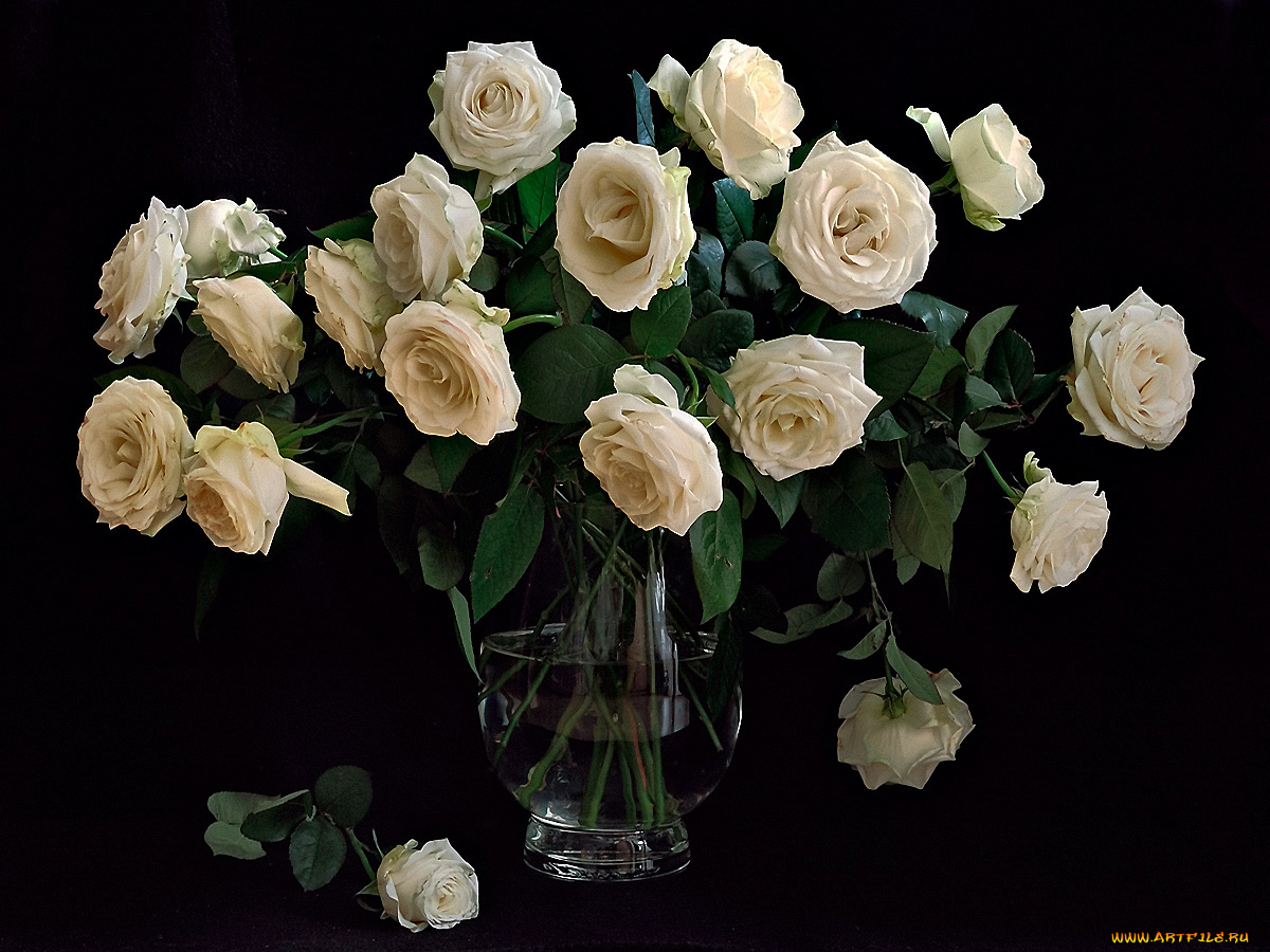 цветы, розы