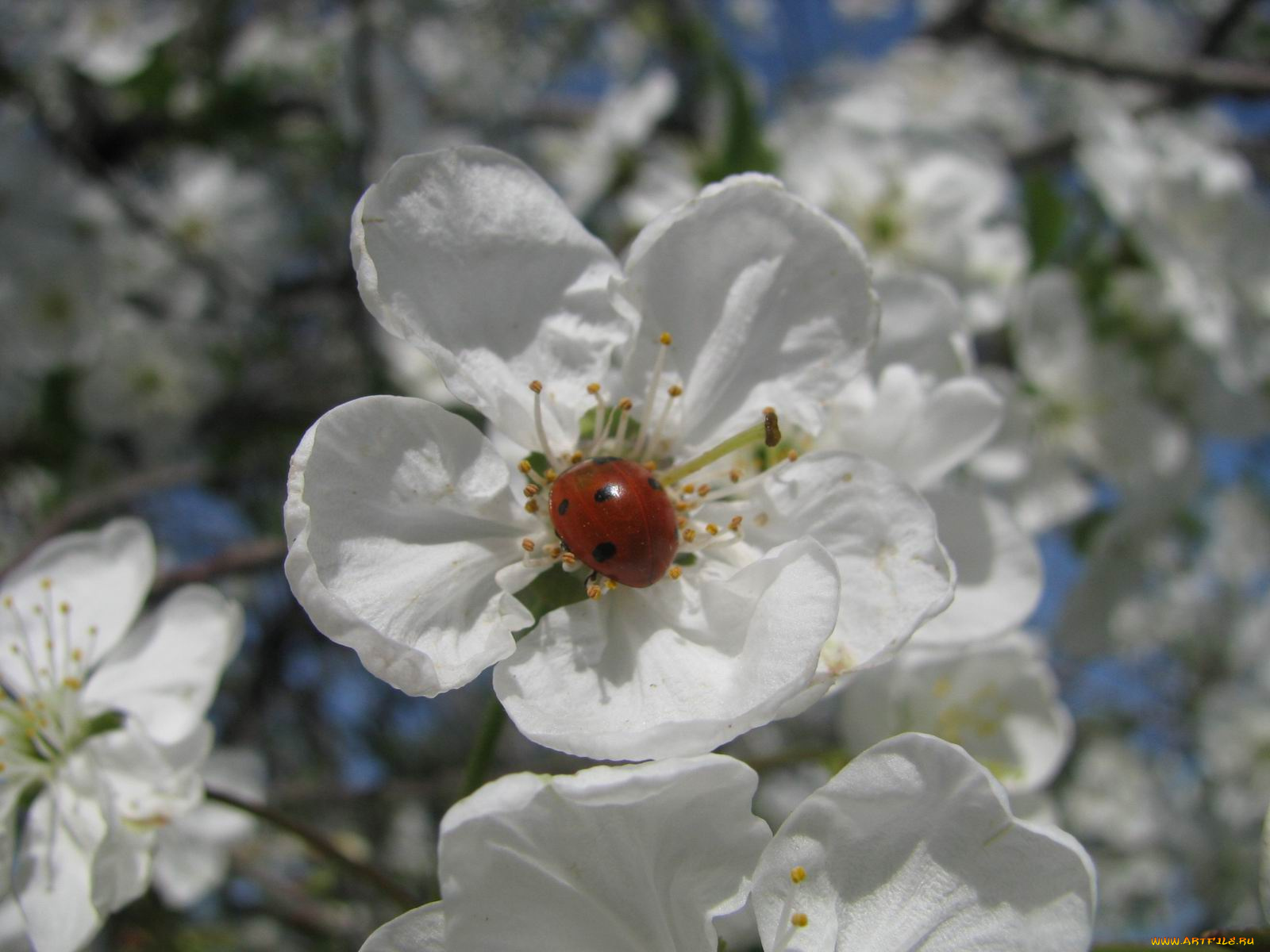 цветы, цветущие, деревья, кустарники