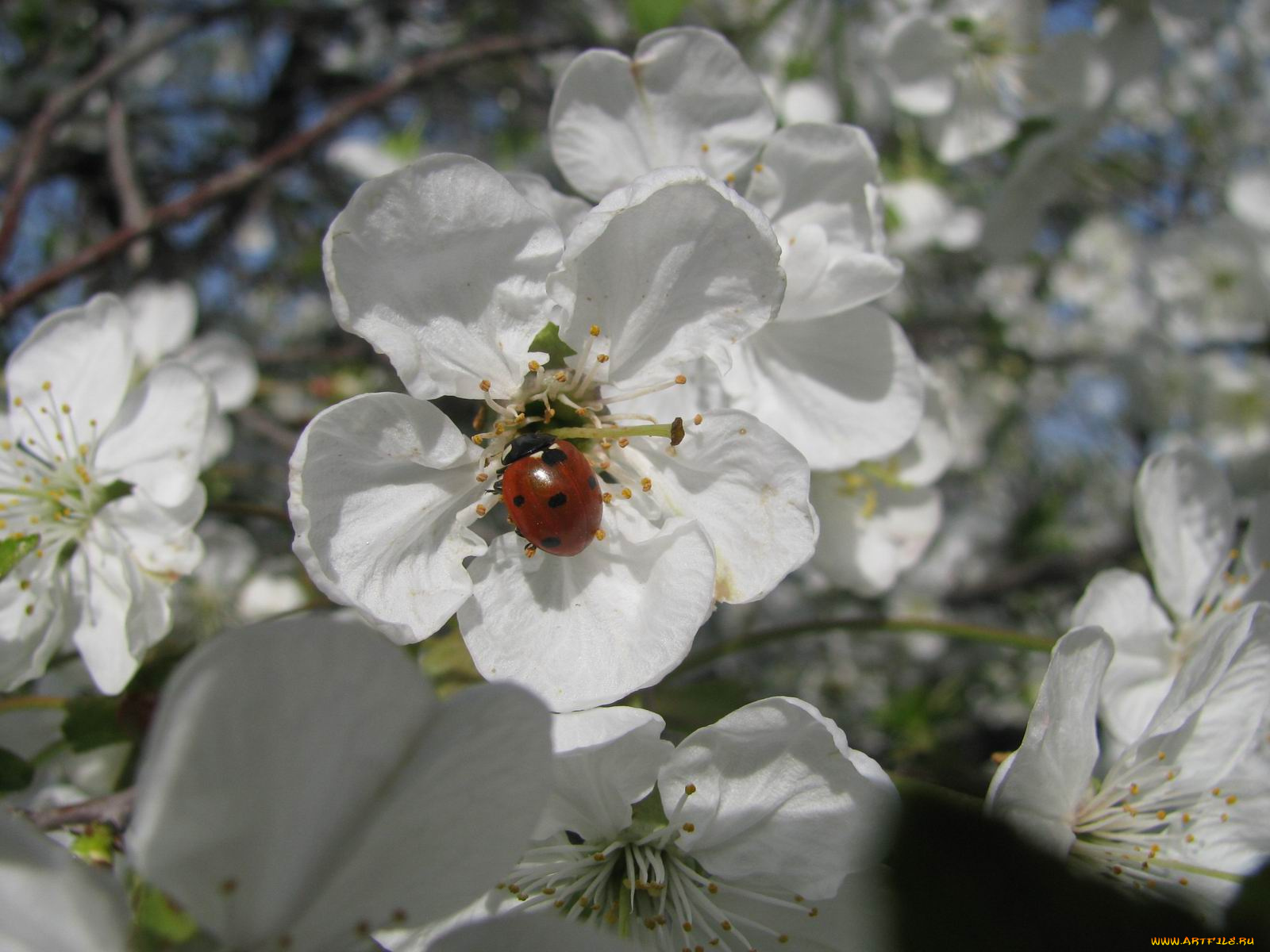 цветы, цветущие, деревья, кустарники