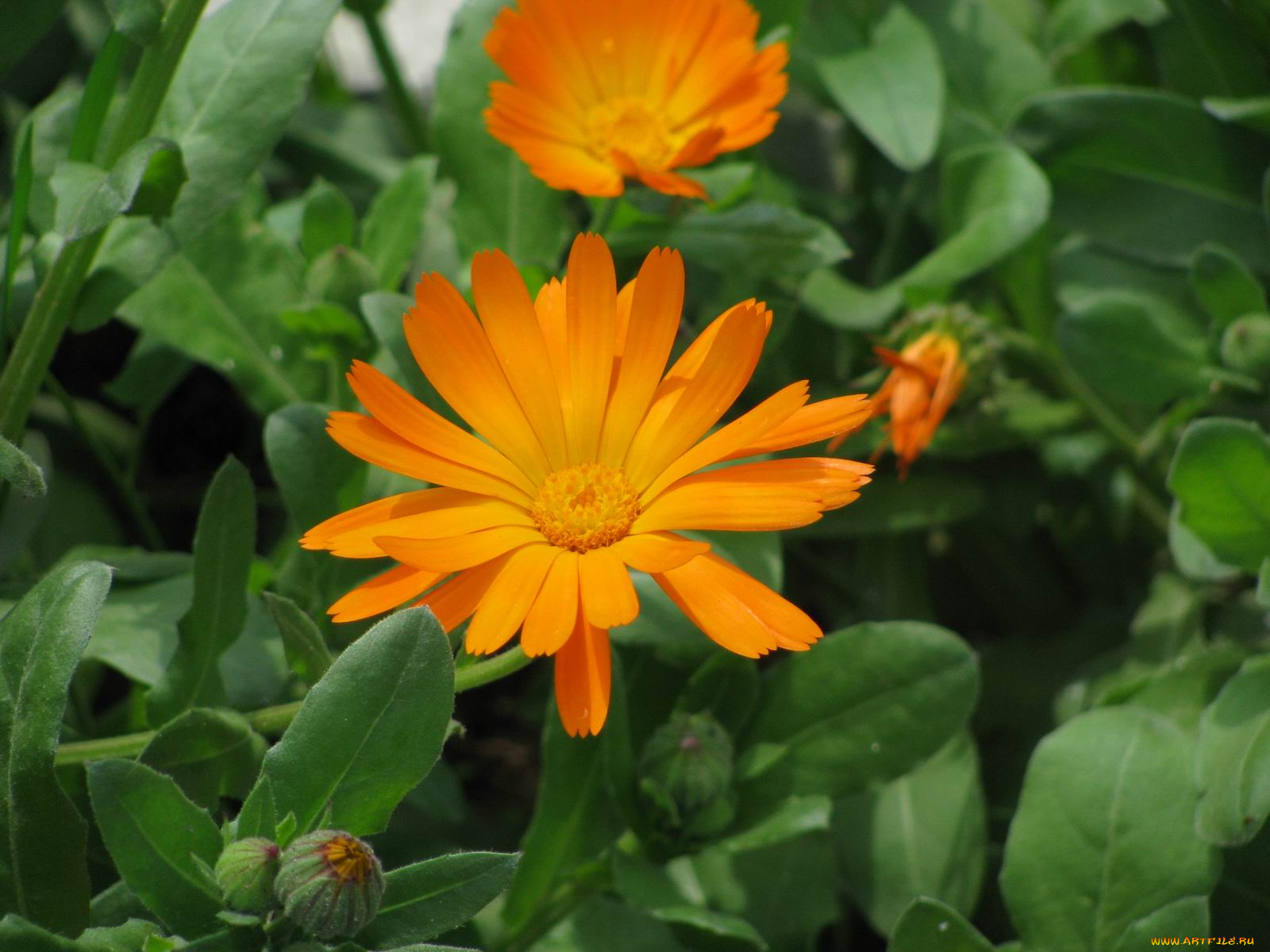 цветы, календула