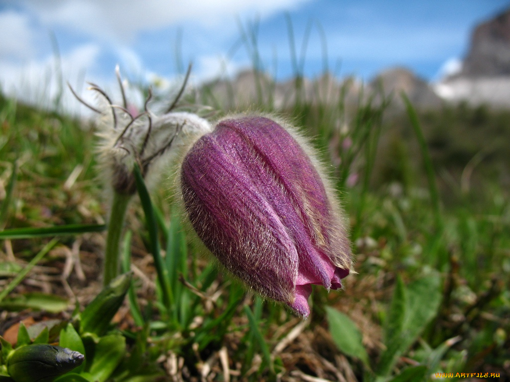 цветы, анемоны, адонисы
