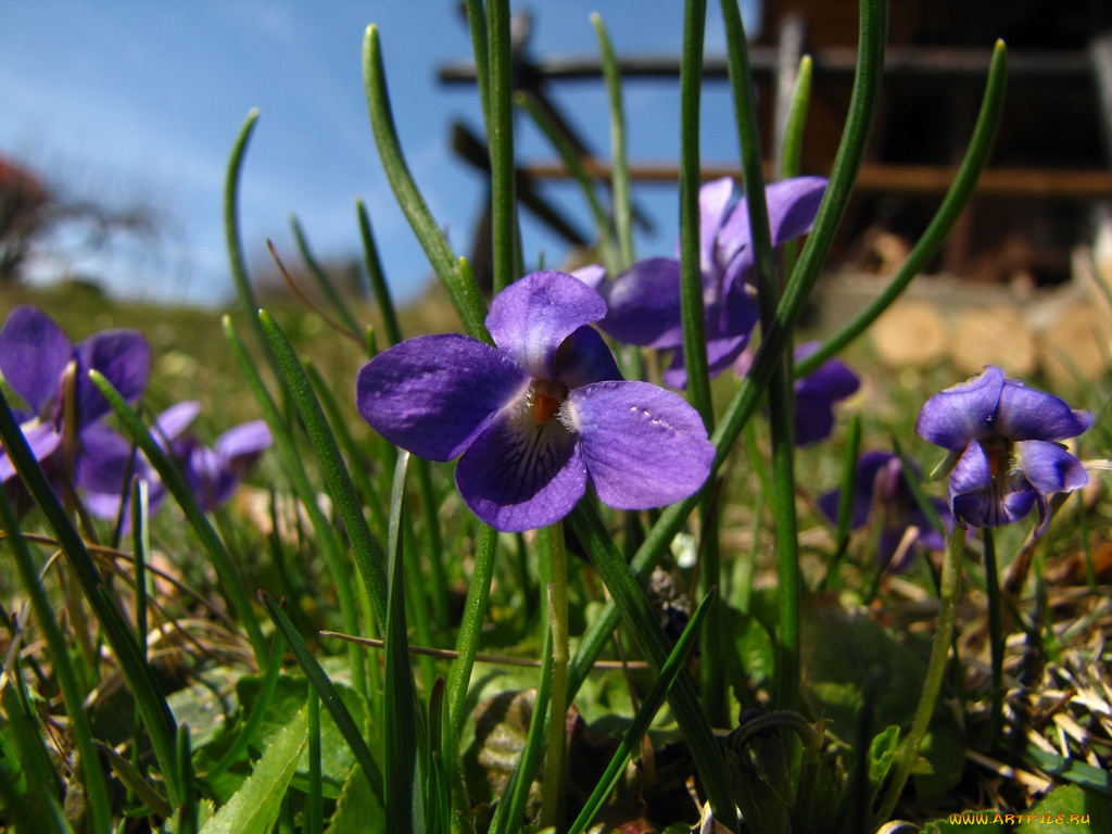 цветы, фиалки
