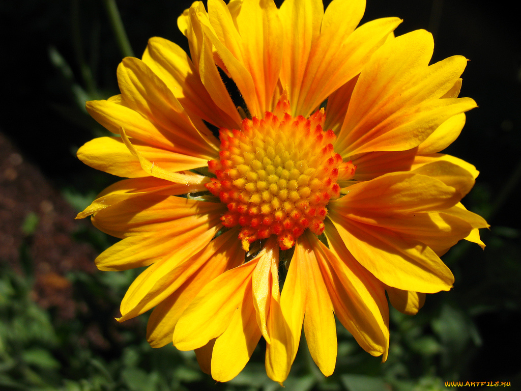 цветы, гайлардии, гелениумы