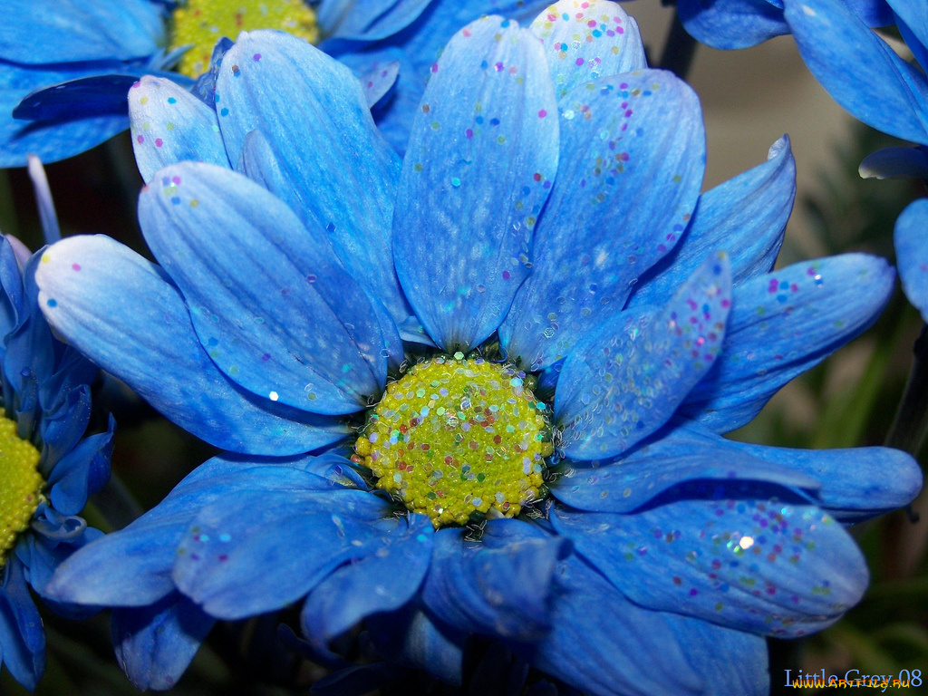 цветы, хризантемы