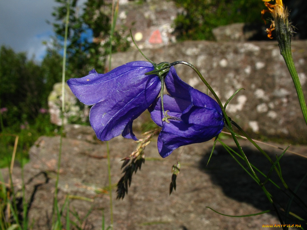 цветы, колокольчики