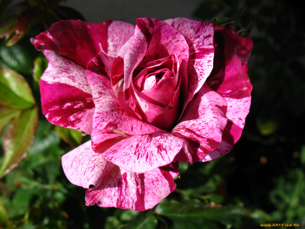 цветы, розы