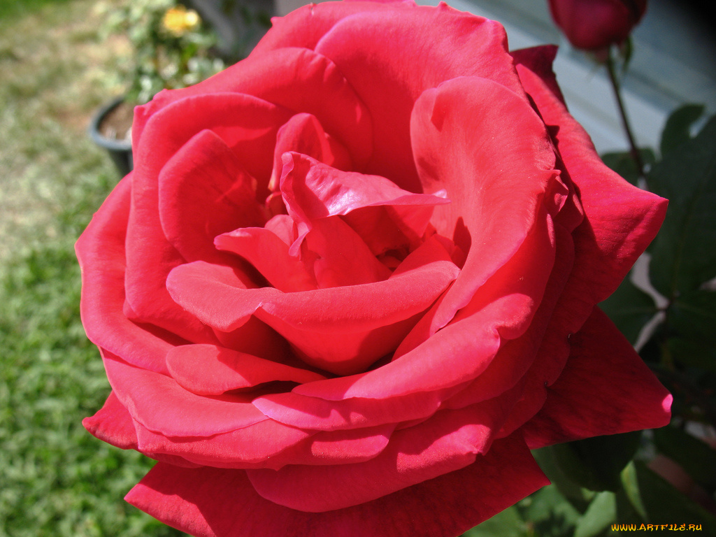 цветы, розы