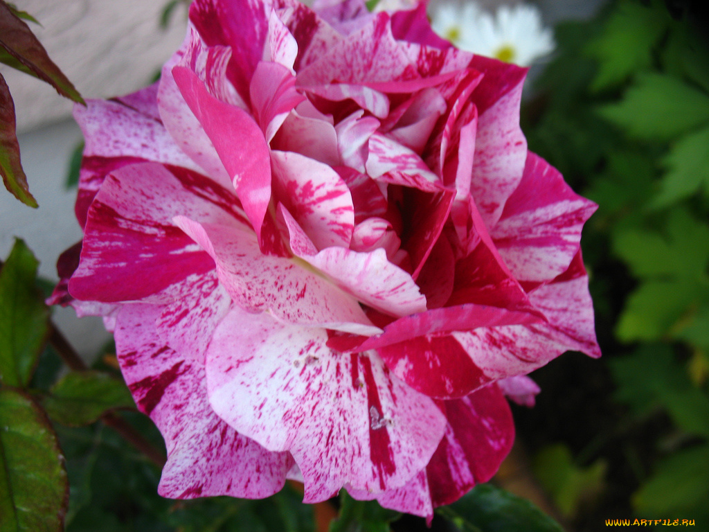 цветы, розы