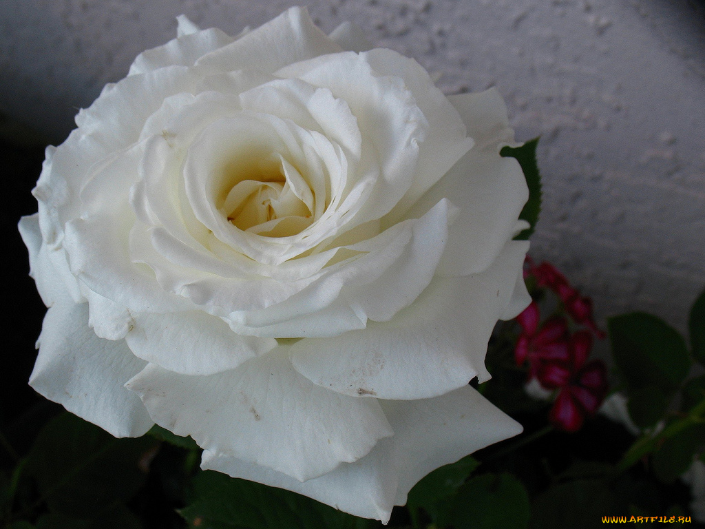 цветы, розы