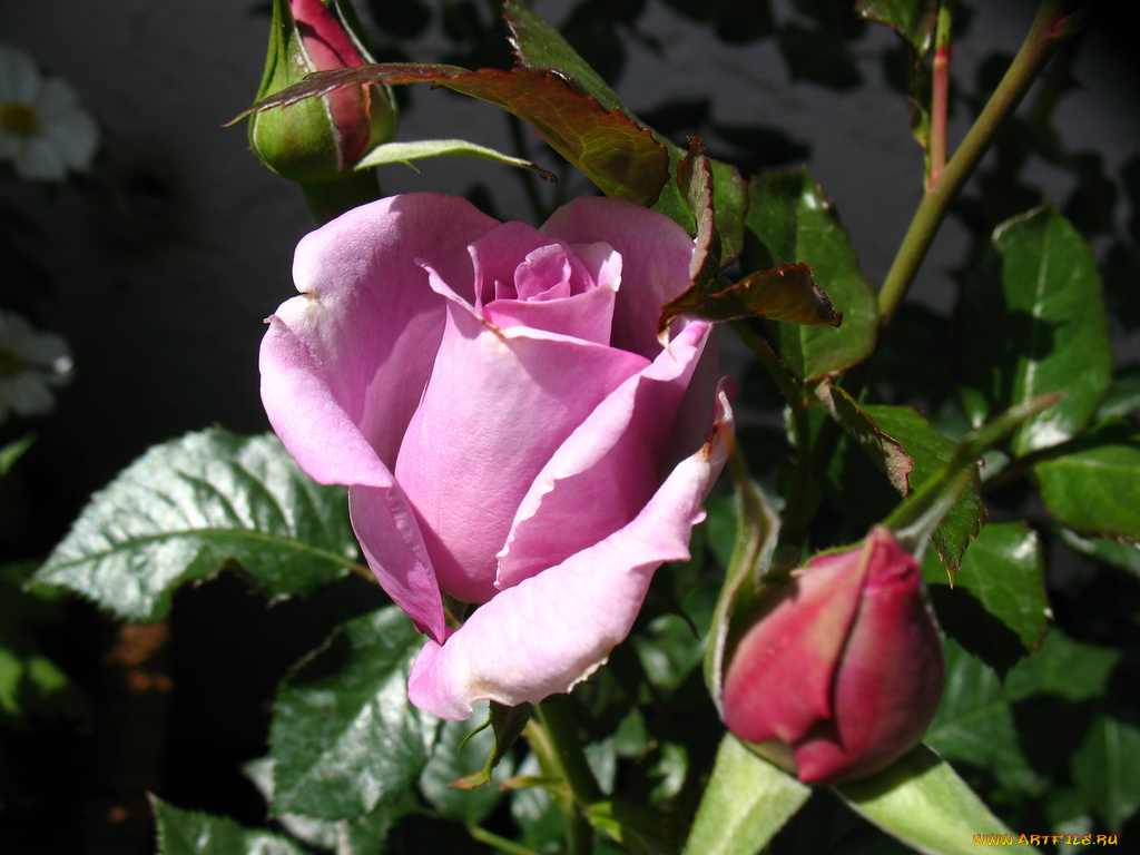 цветы, розы