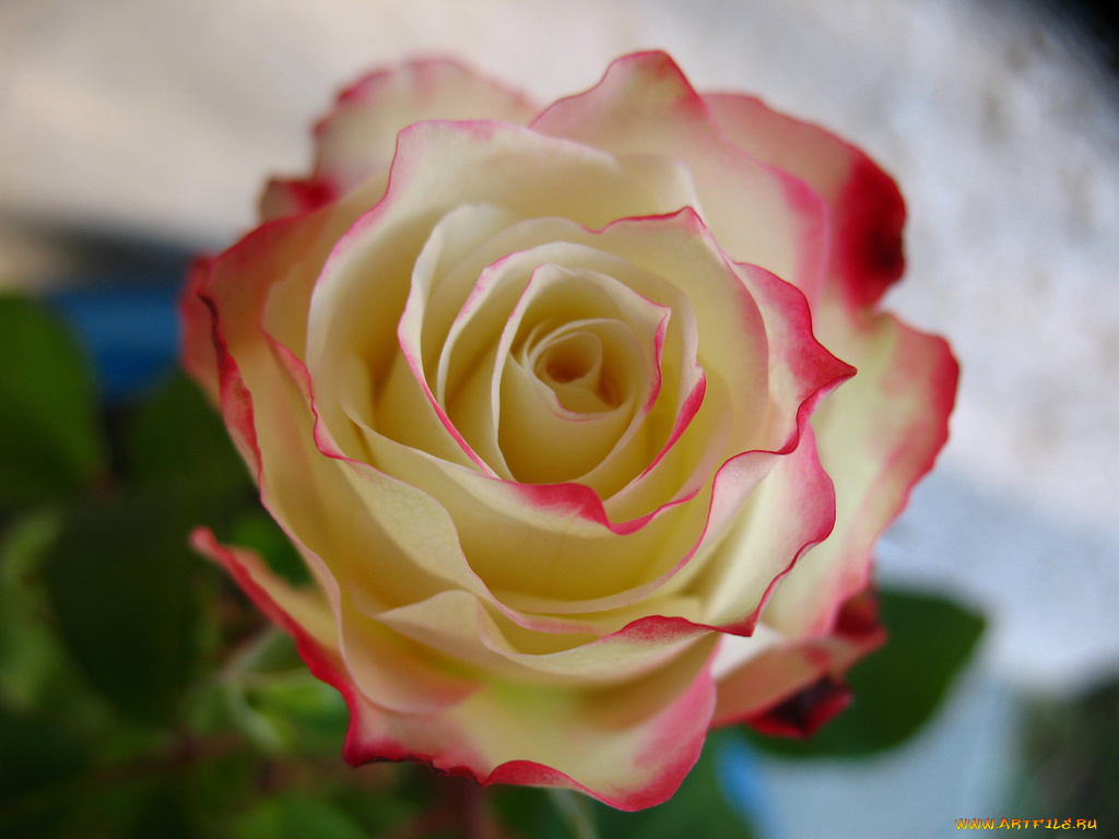 цветы, розы