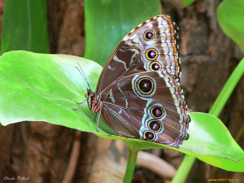 животные, бабочки
