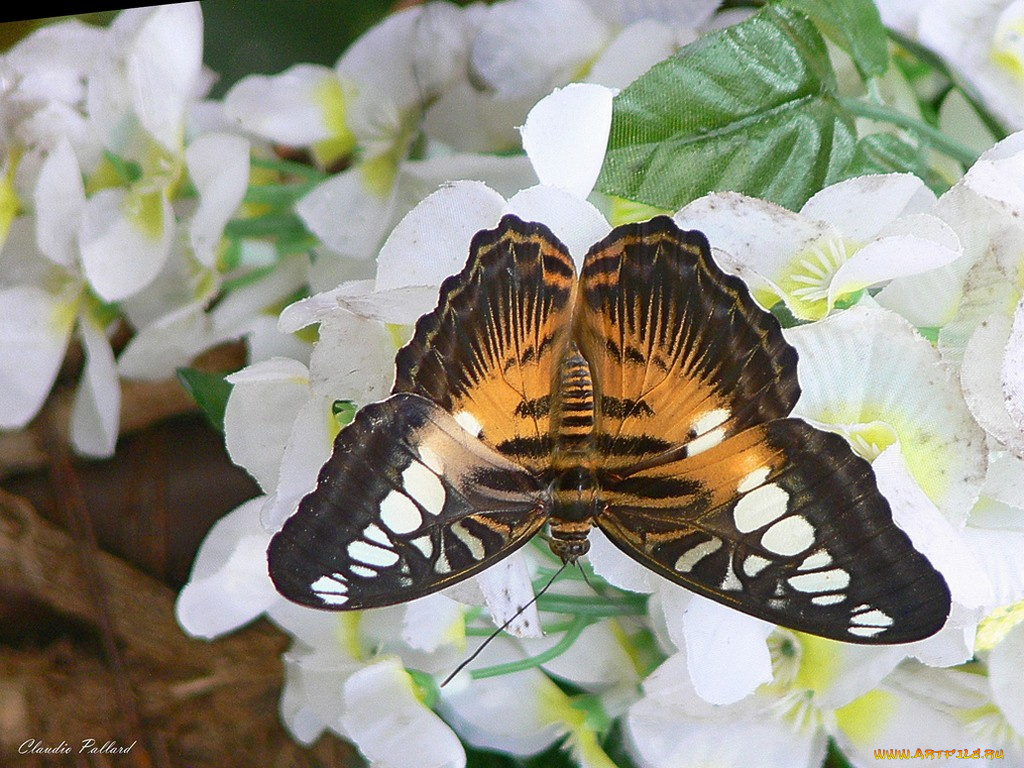 животные, бабочки