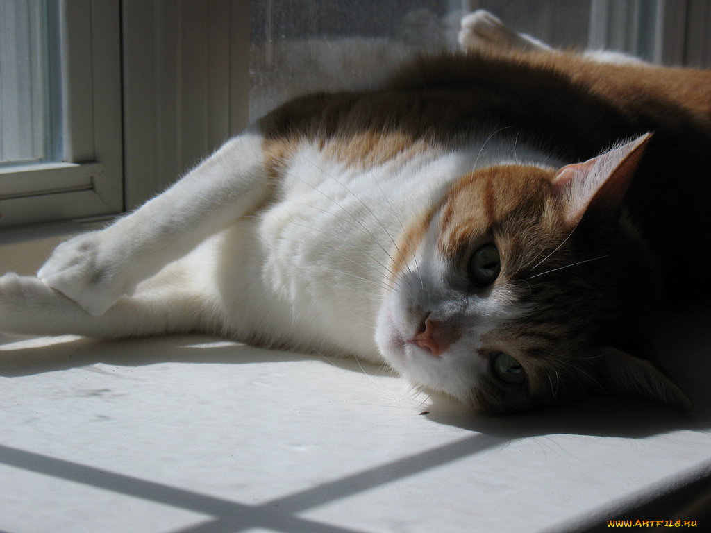 животные, коты