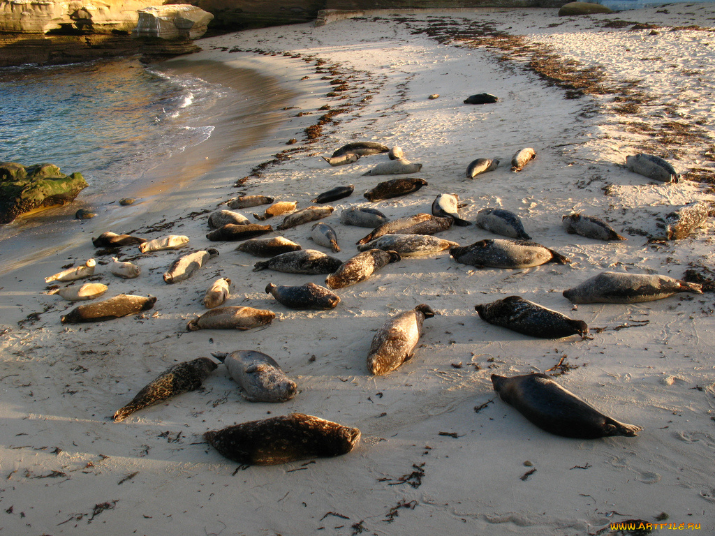 животные, тюлени, морские, львы, котики