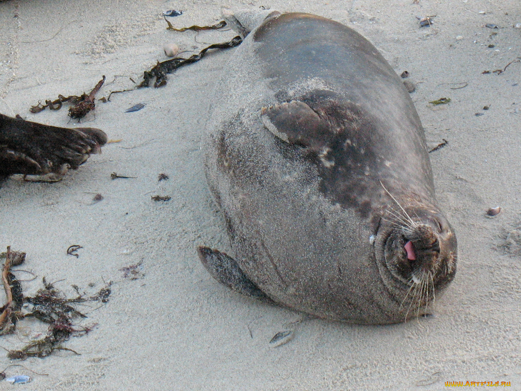 животные, тюлени, морские, львы, котики
