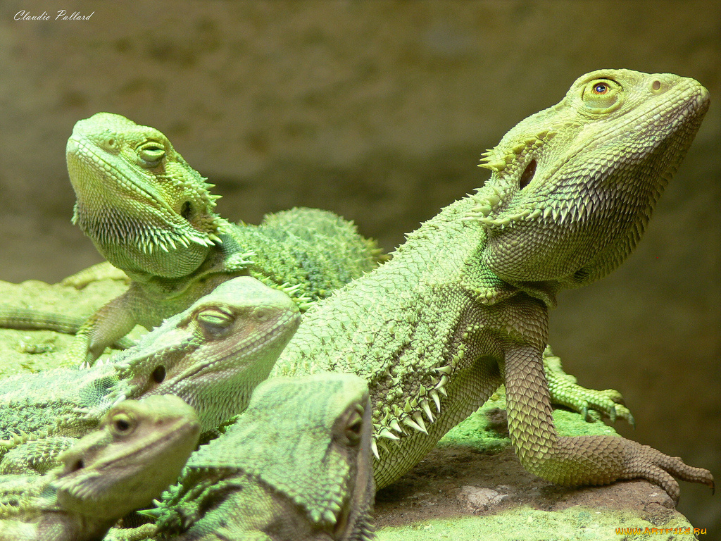 животные, Ящерицы, игуаны, вараны