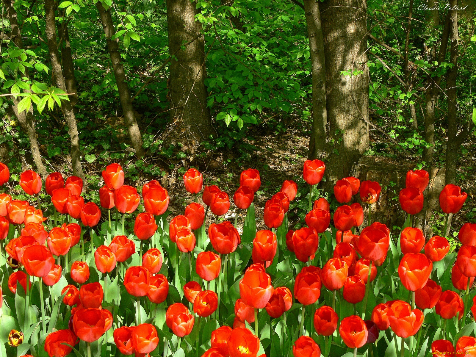 цветы, тюльпаны