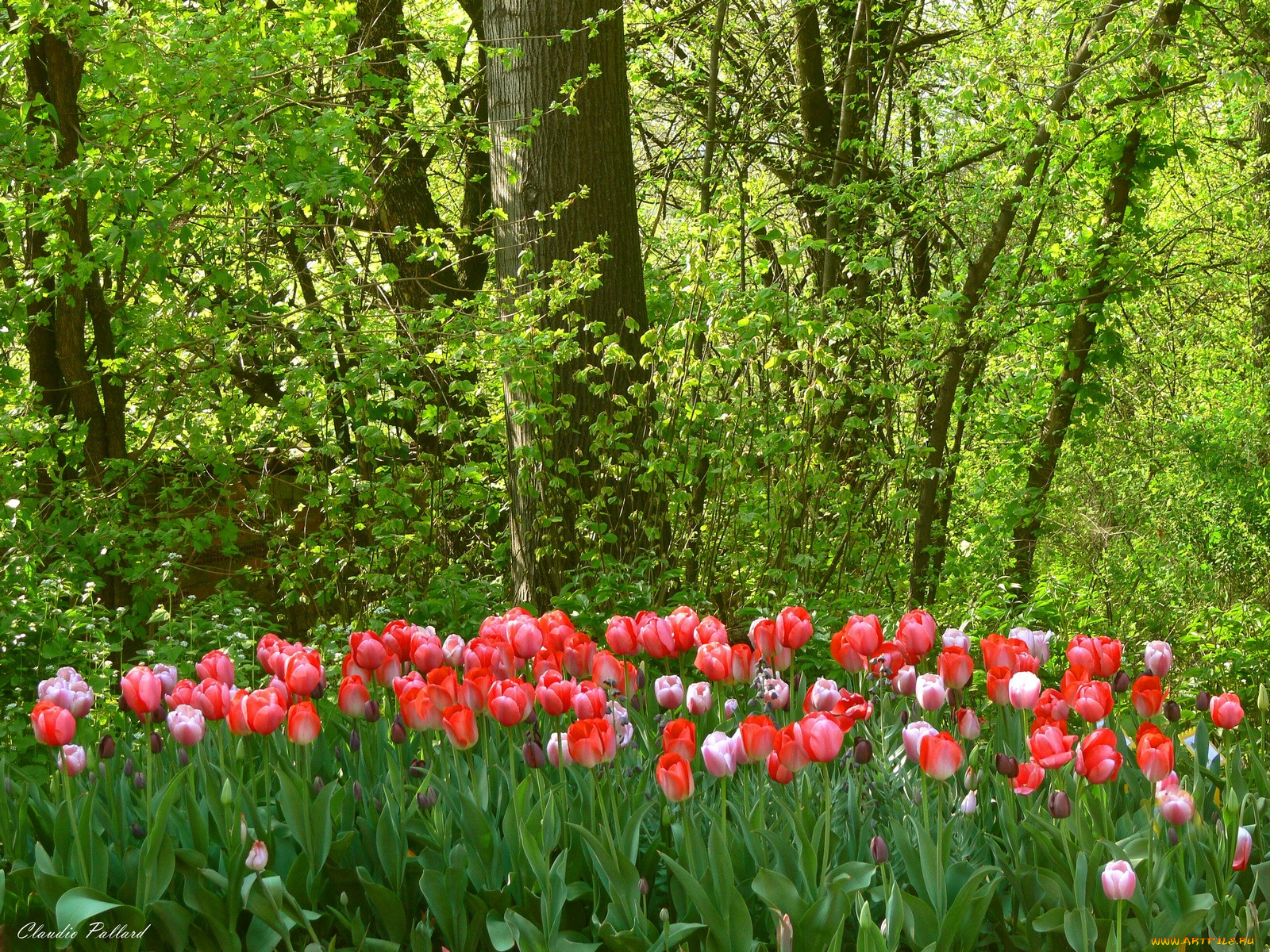 цветы, тюльпаны