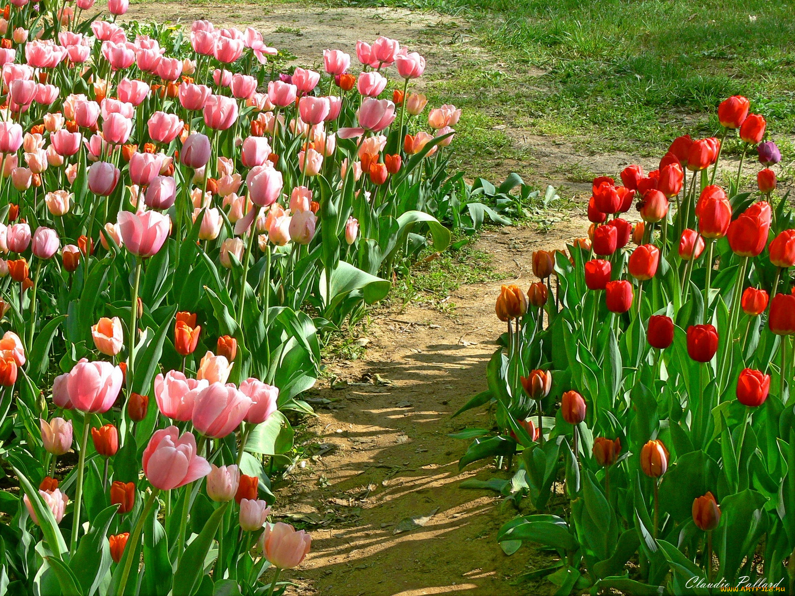 цветы, тюльпаны