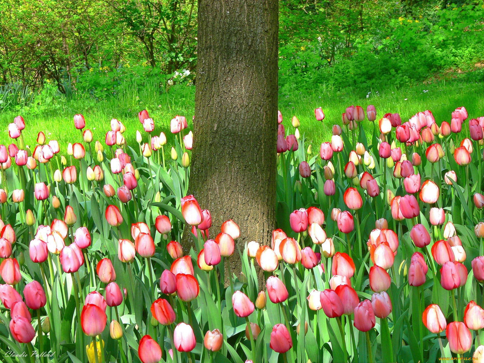 цветы, тюльпаны