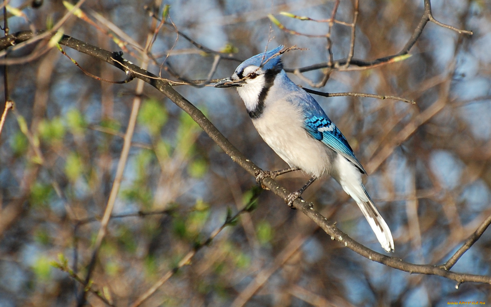 животные, сойки