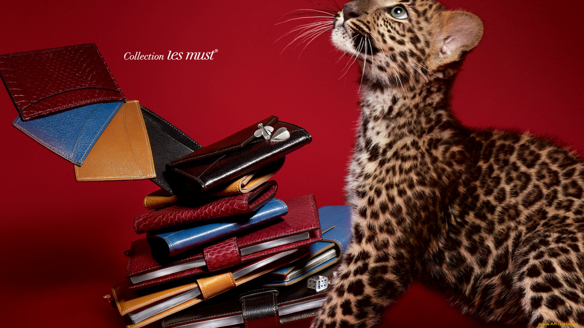 cartier, бренды