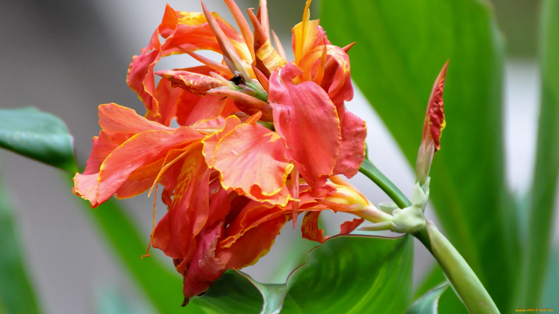 цветы, канна