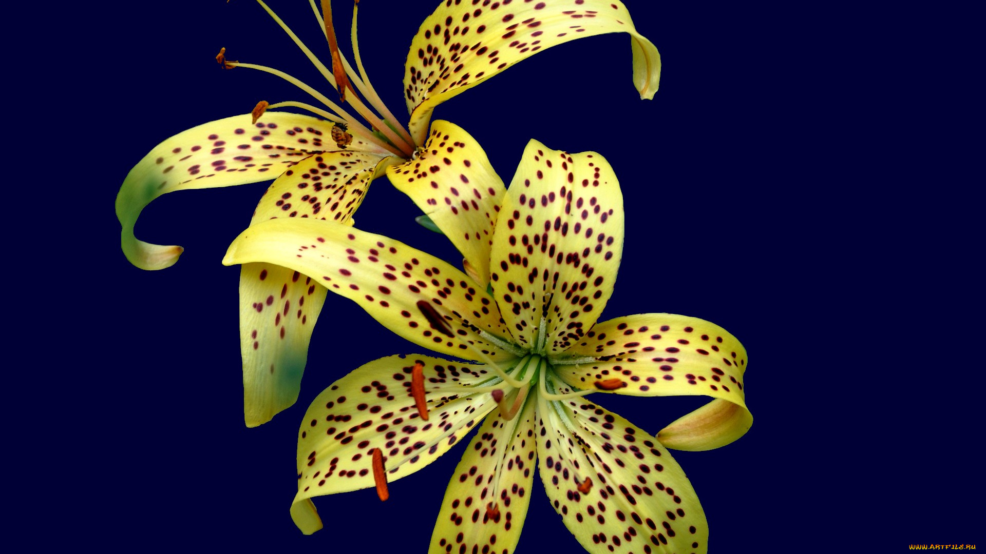 цветы, лилии, лилейники