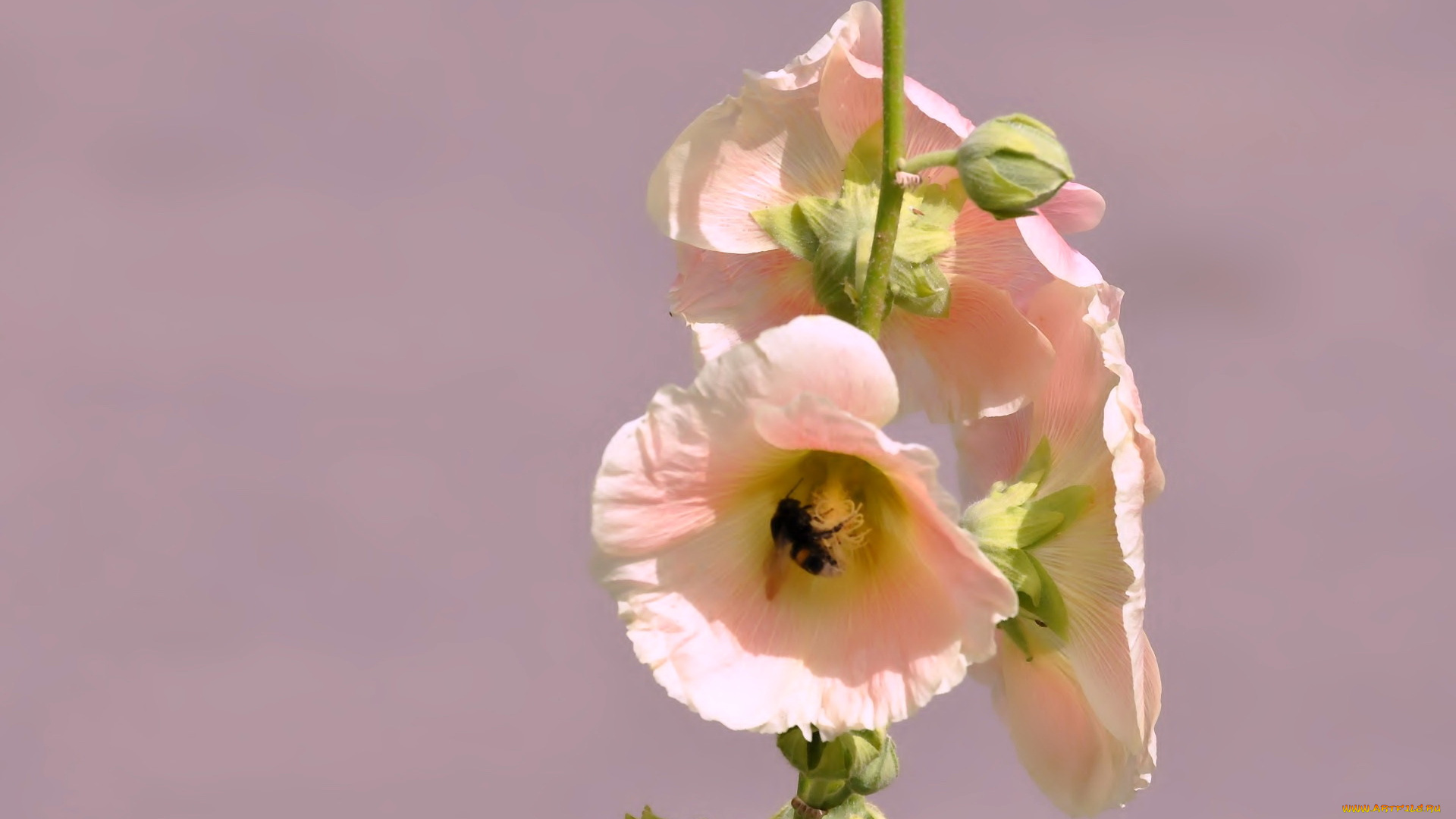 цветы, мальвы