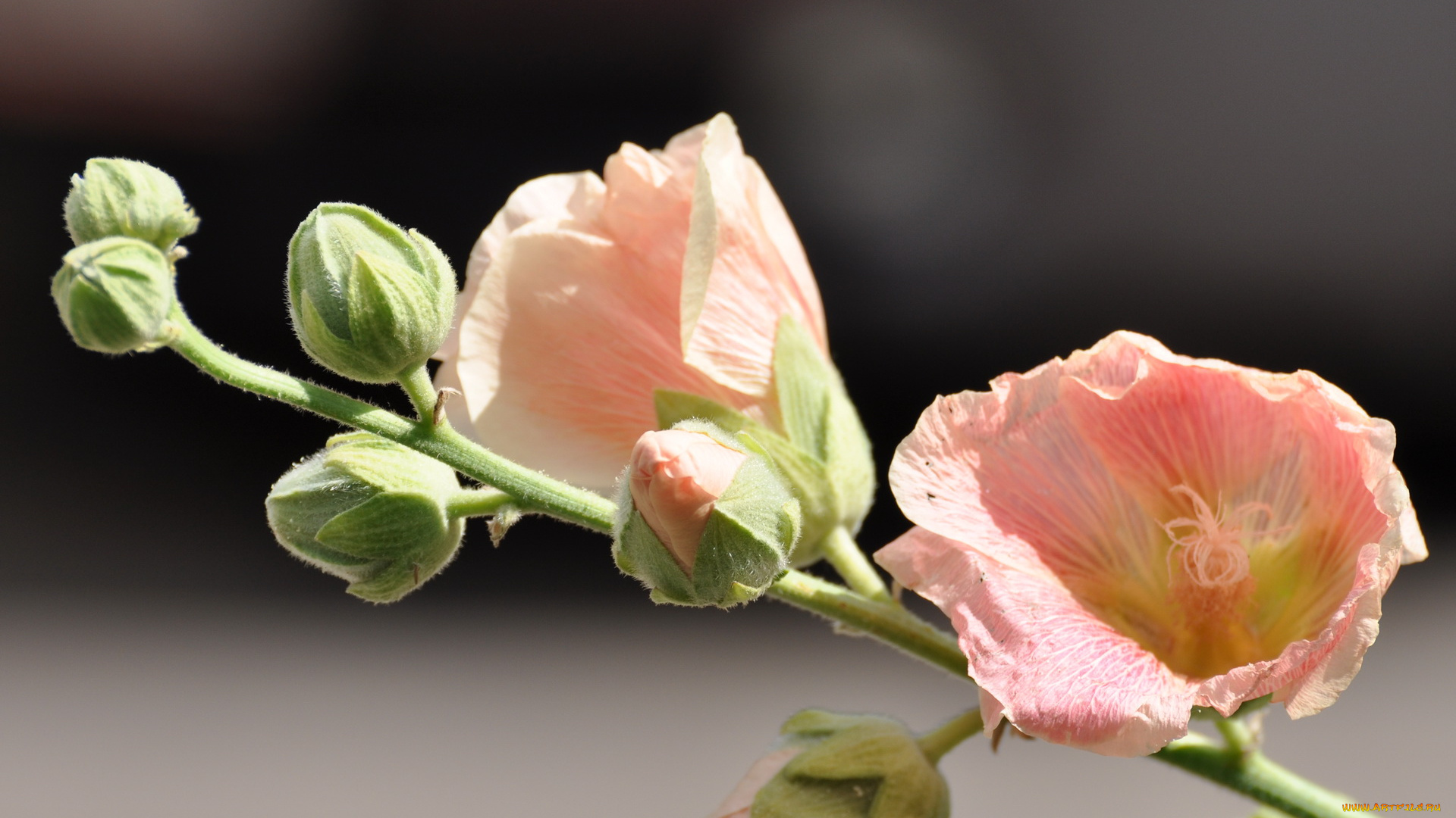 цветы, мальвы