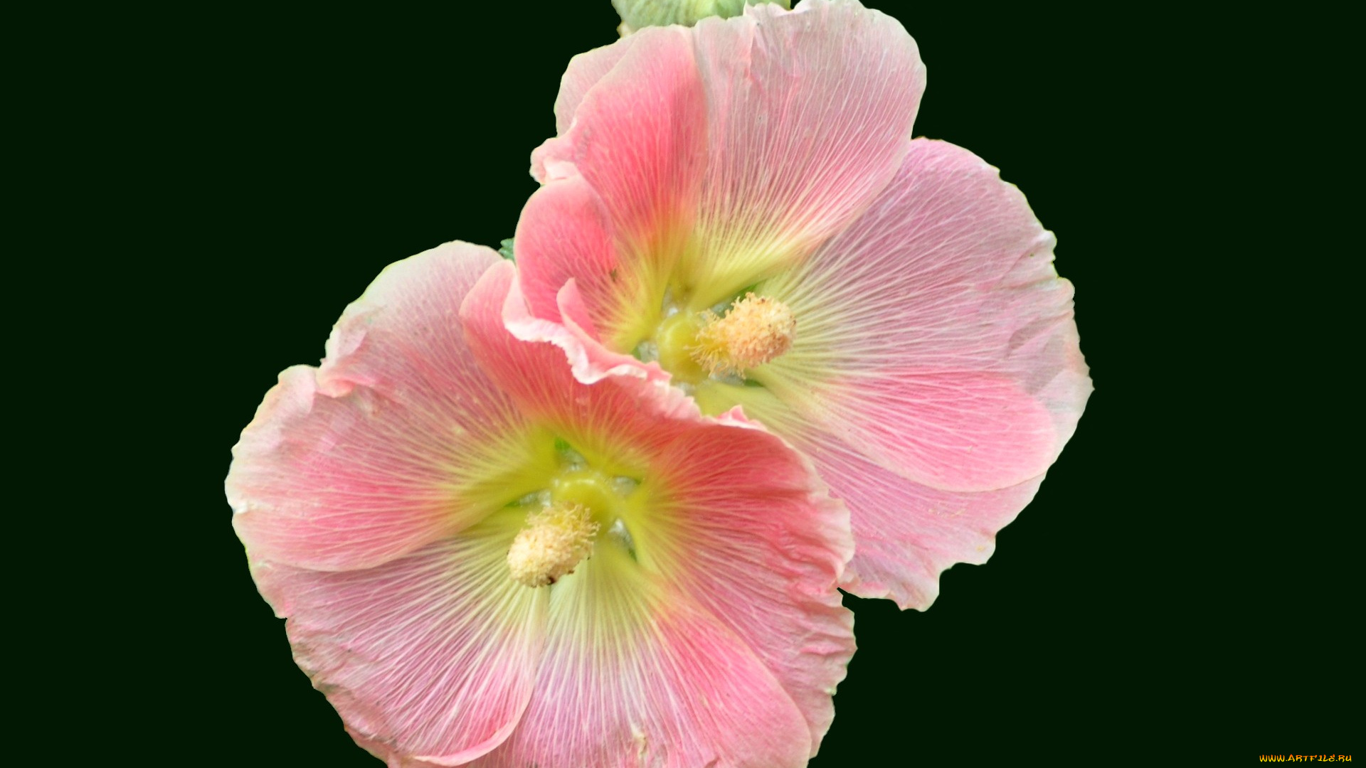 цветы, мальвы