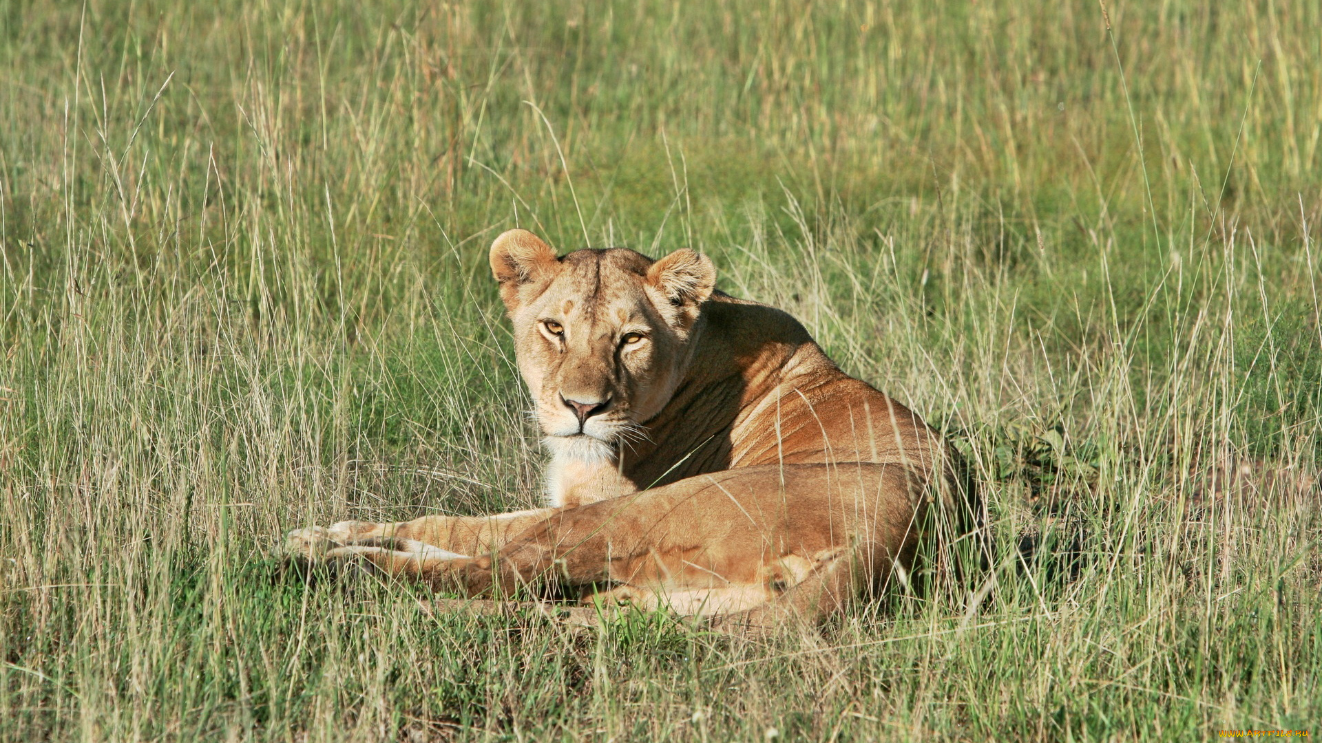 животные, львы