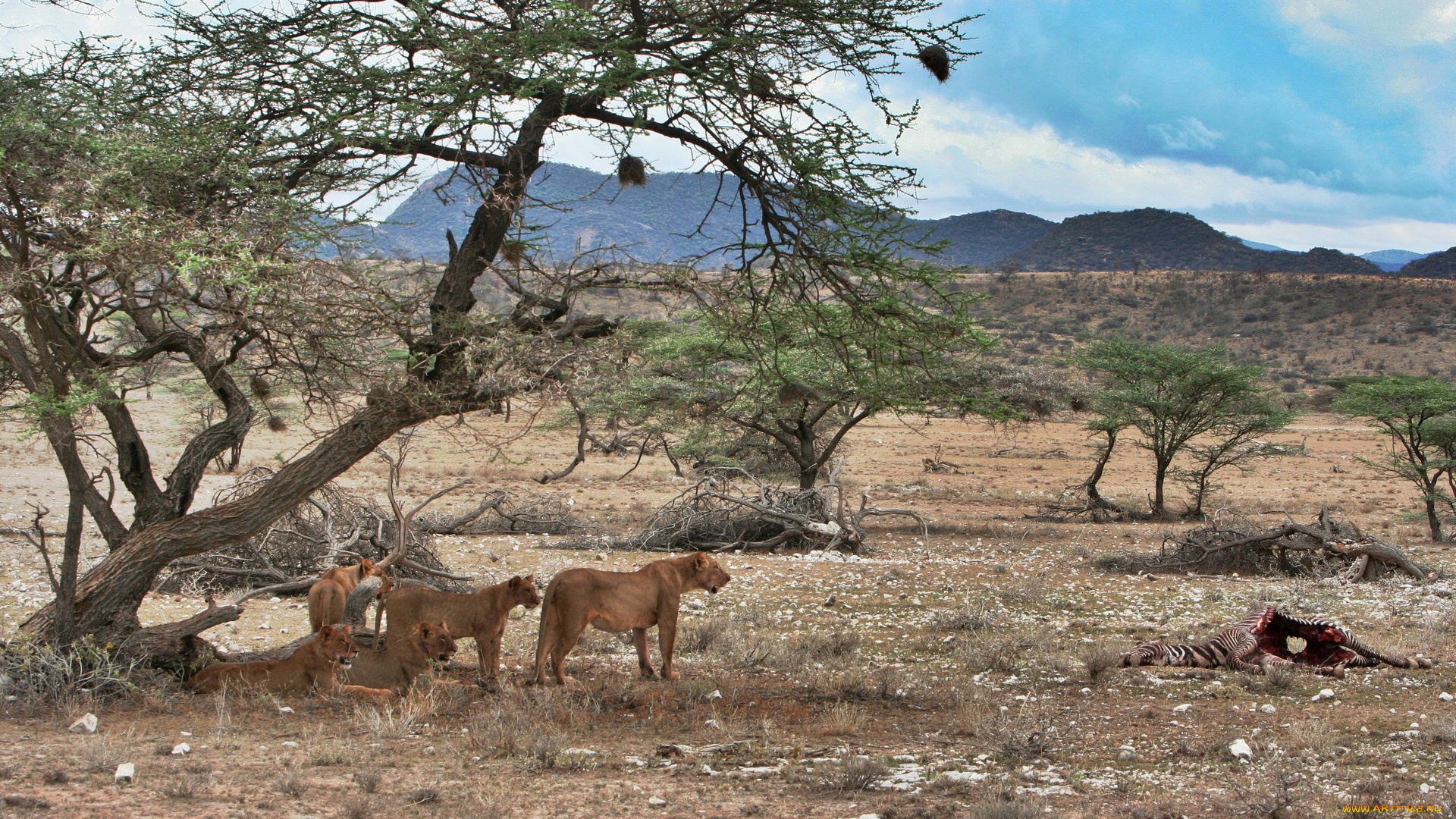 животные, львы