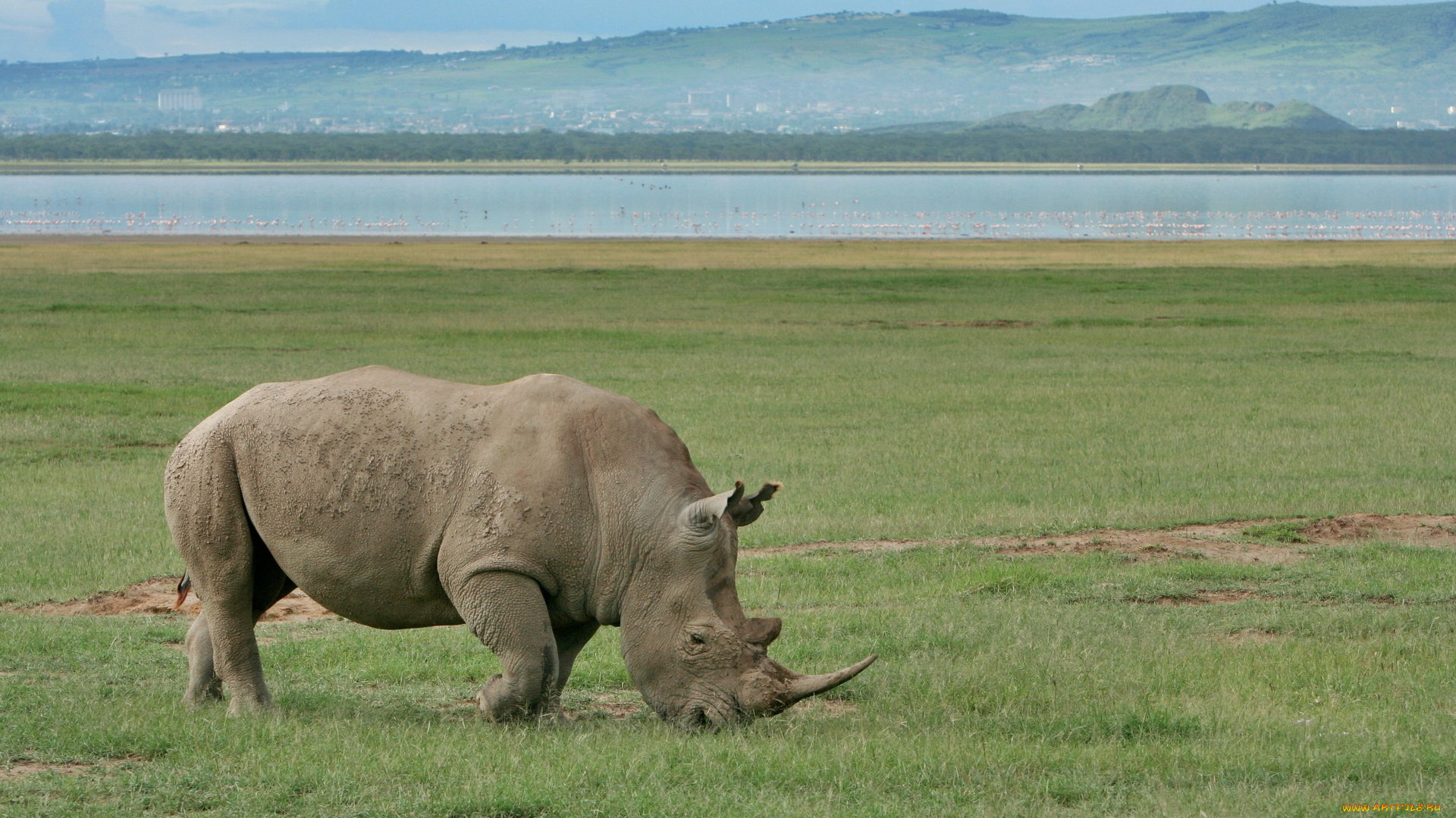 животные, носороги