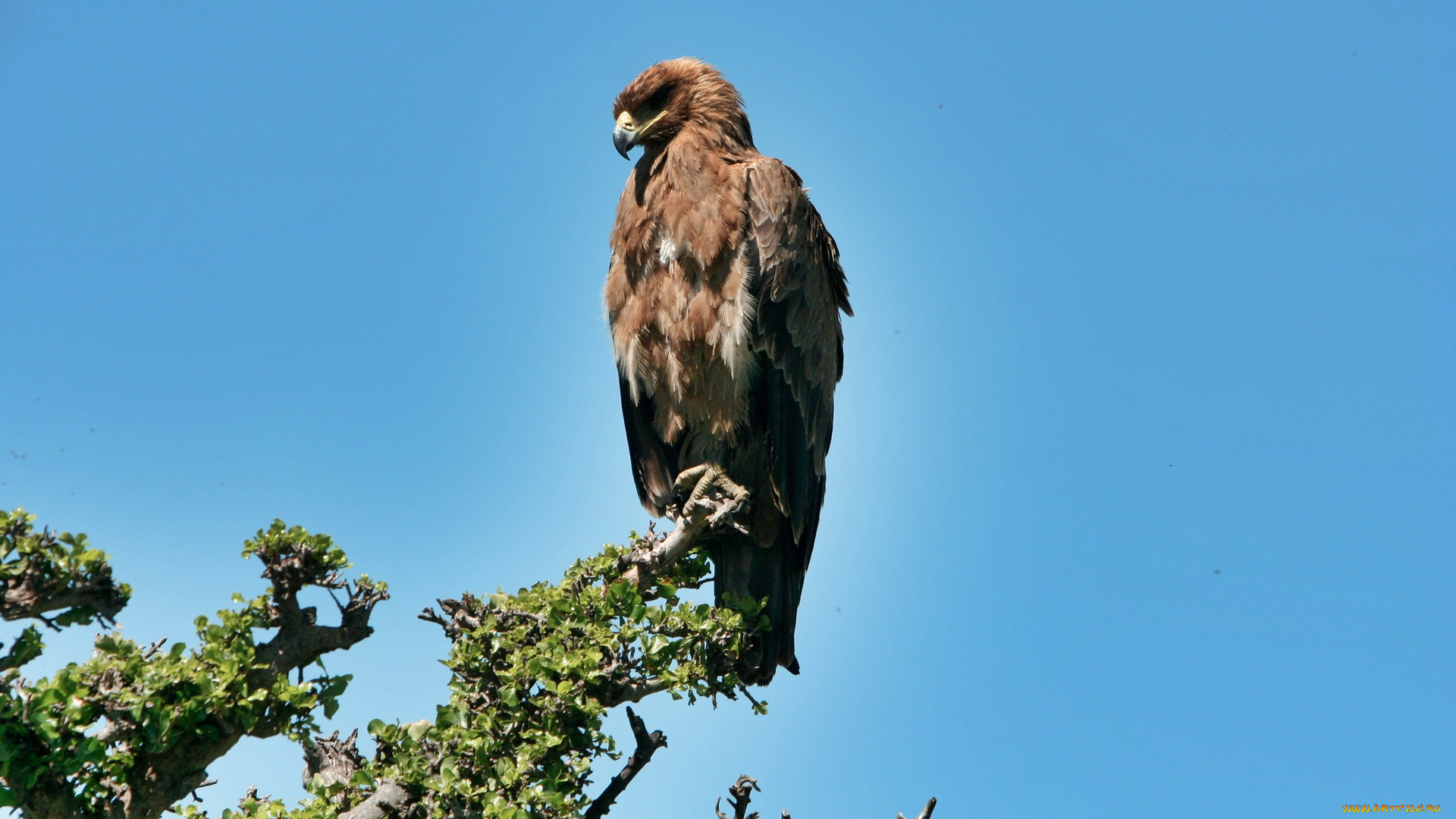 животные, птицы, хищники
