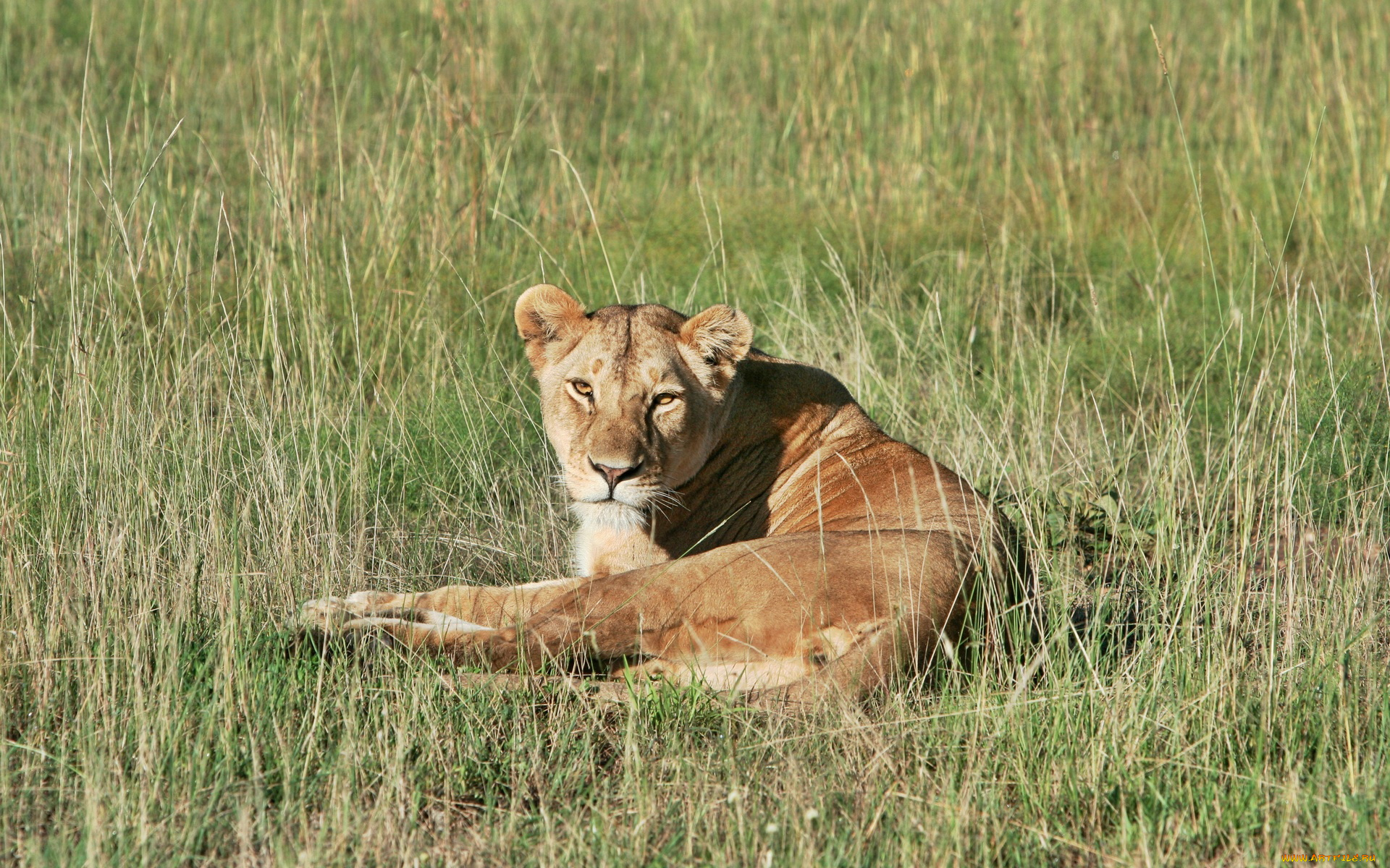 животные, львы