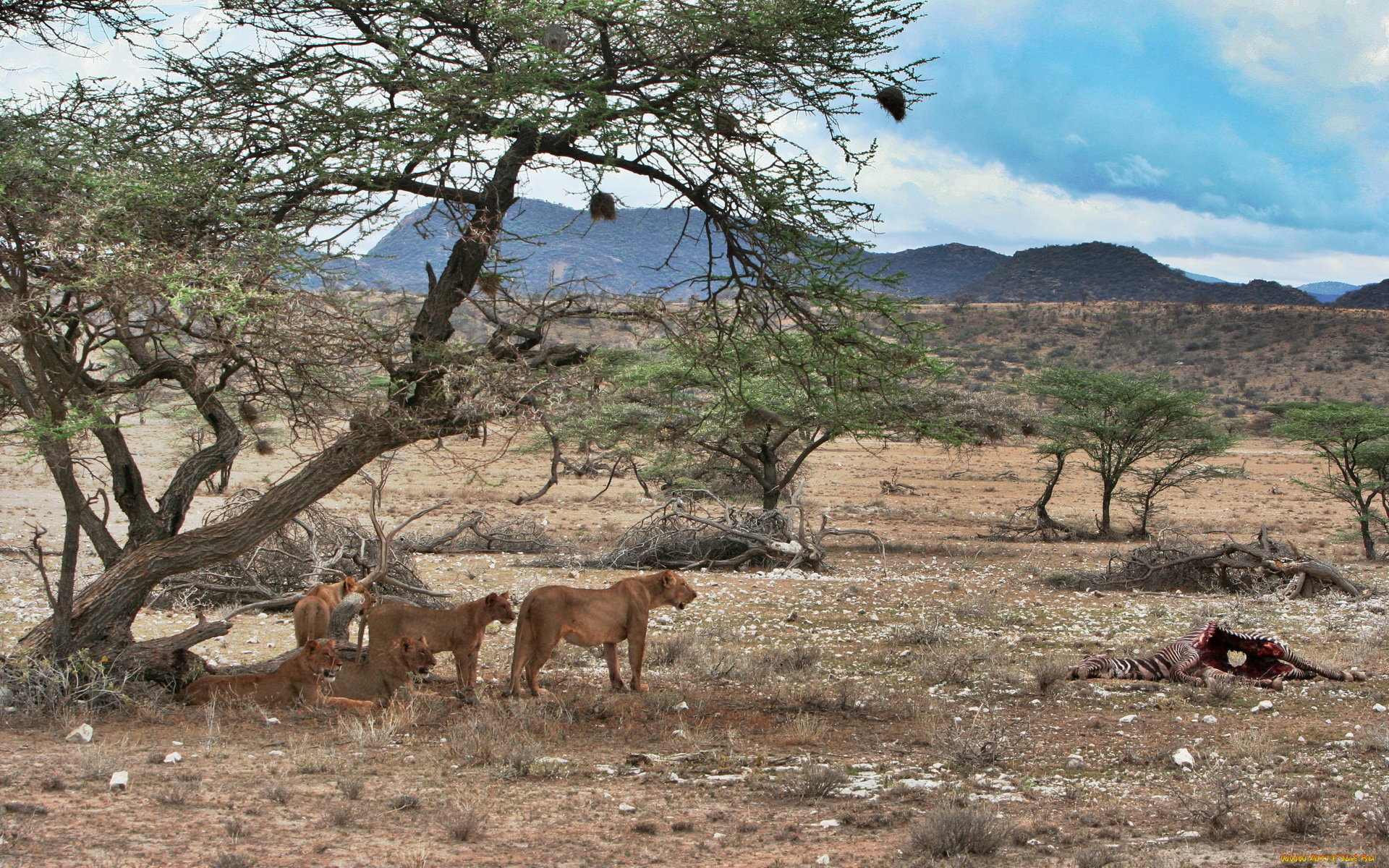животные, львы
