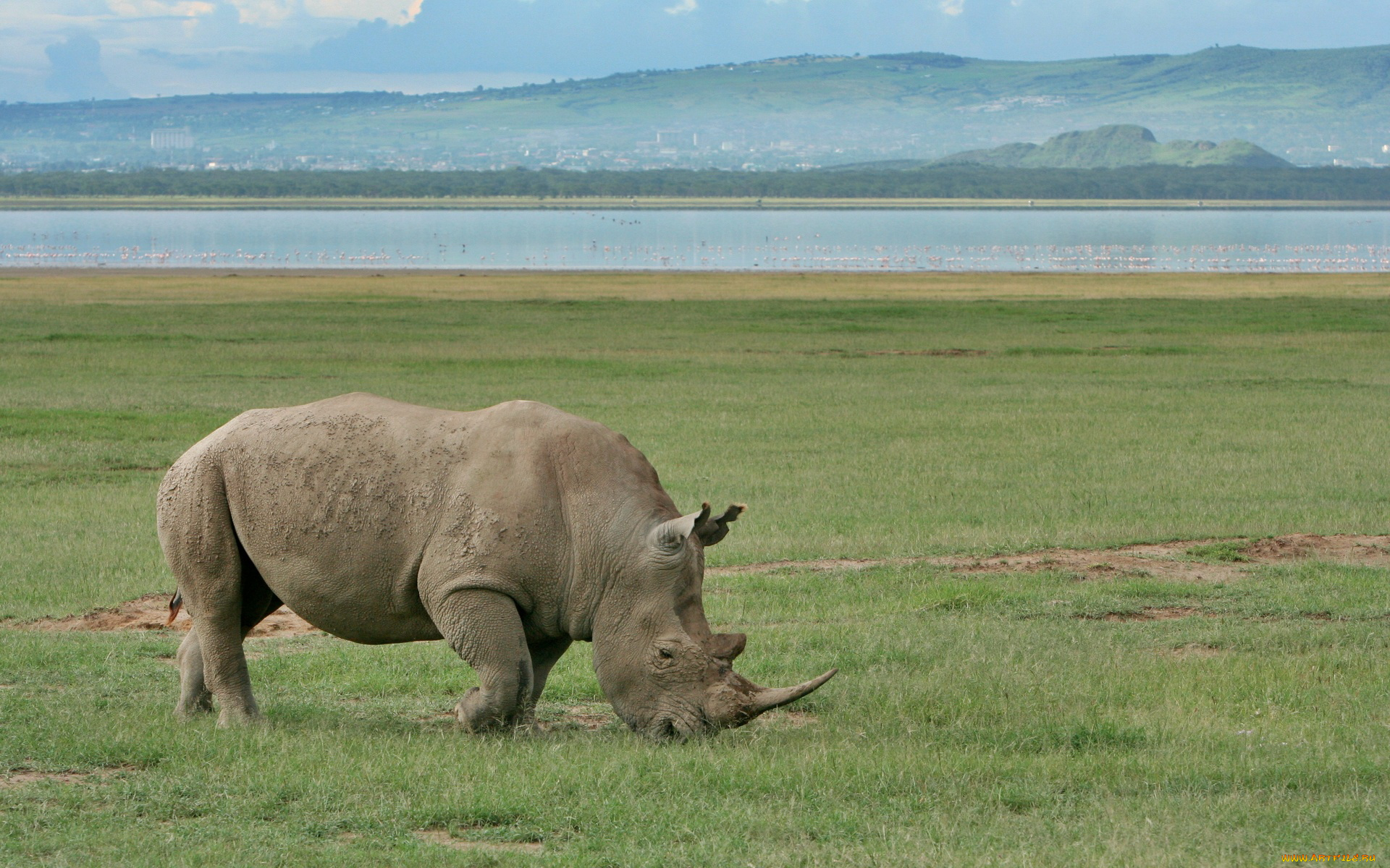 животные, носороги