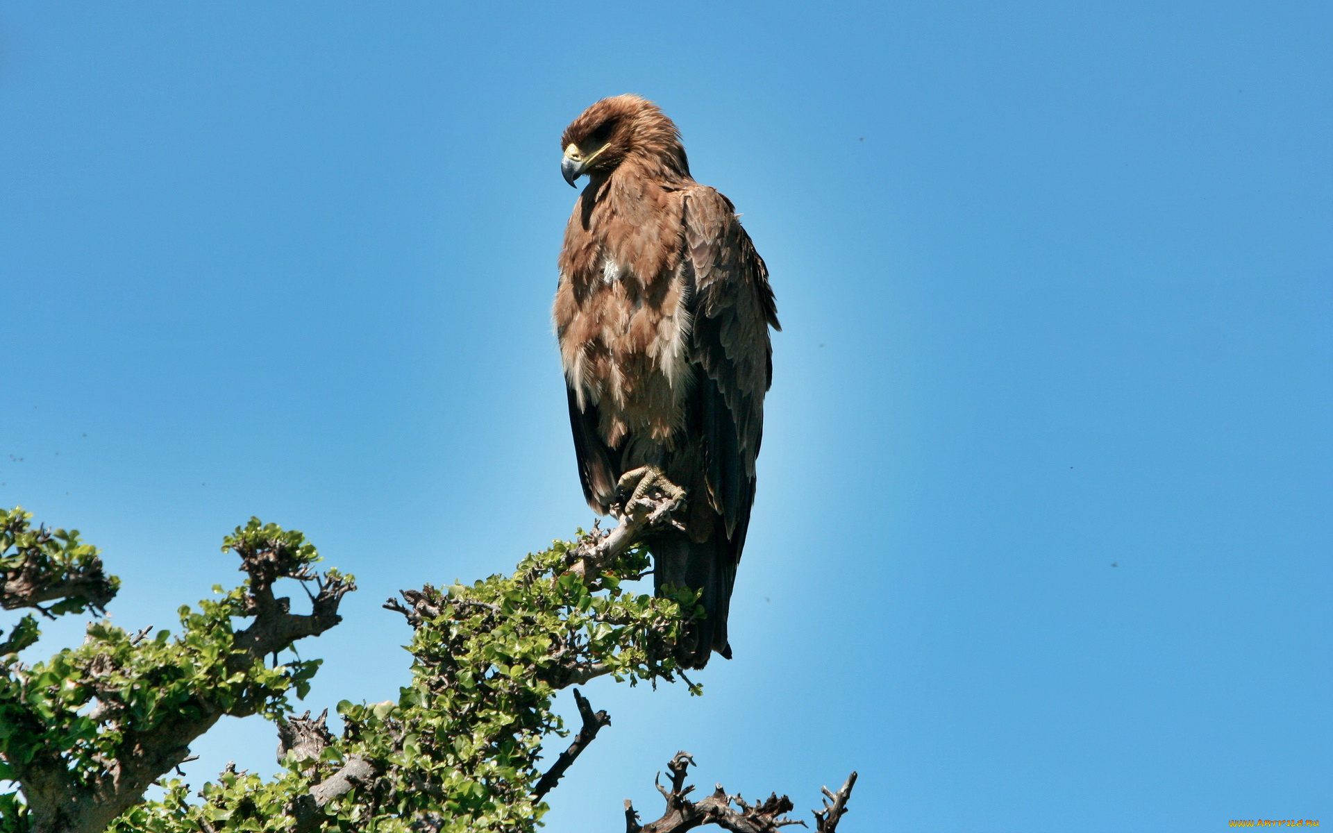 животные, птицы, хищники
