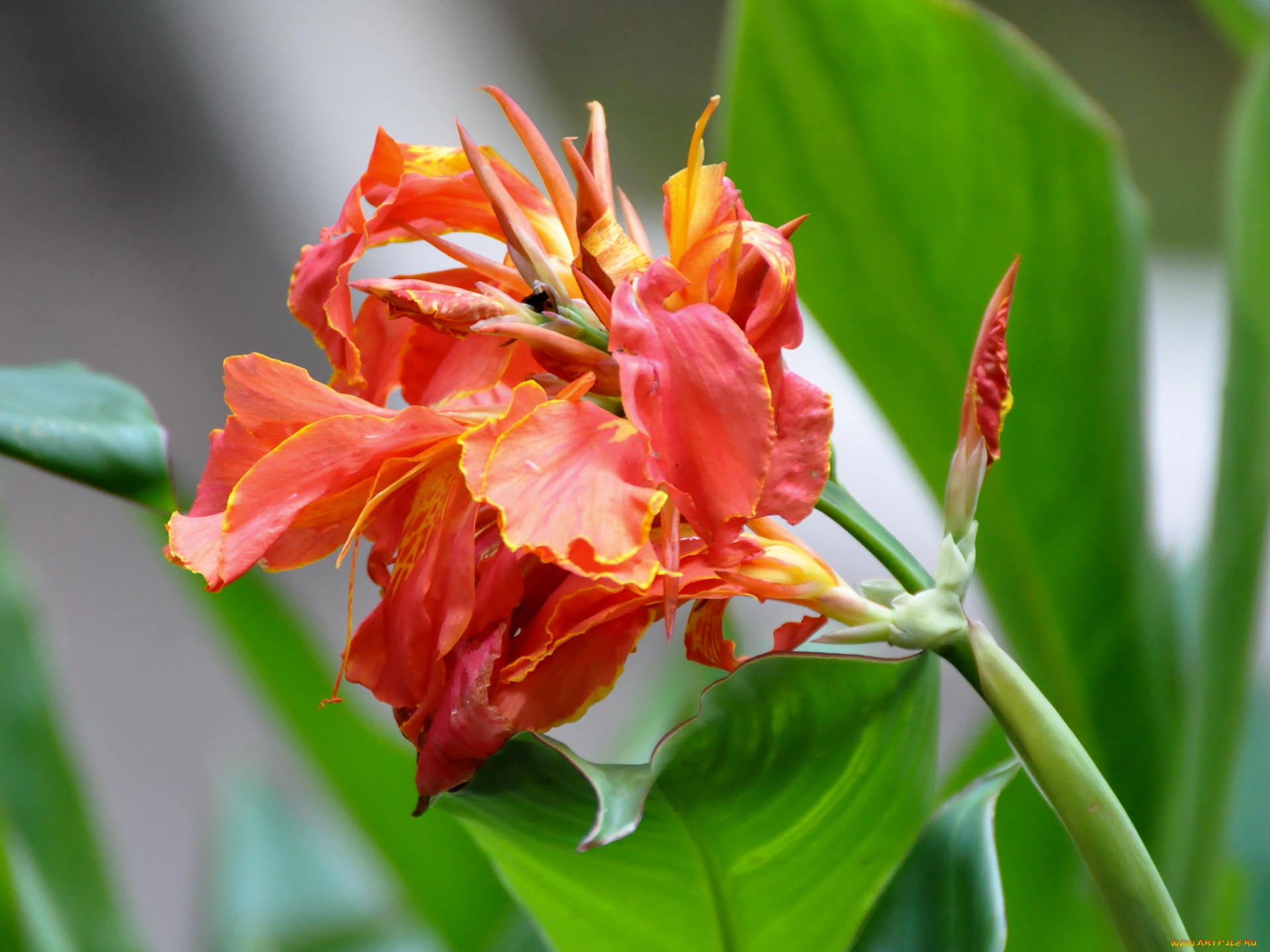 цветы, канна