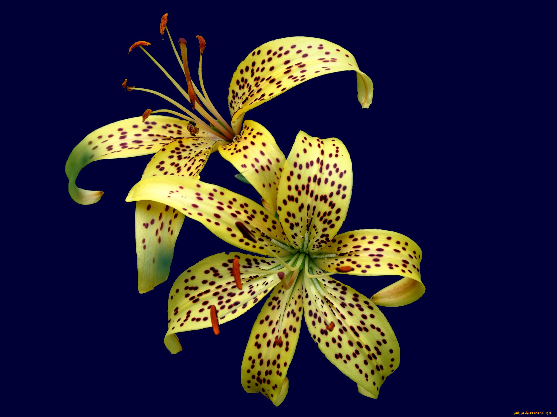 цветы, лилии, лилейники