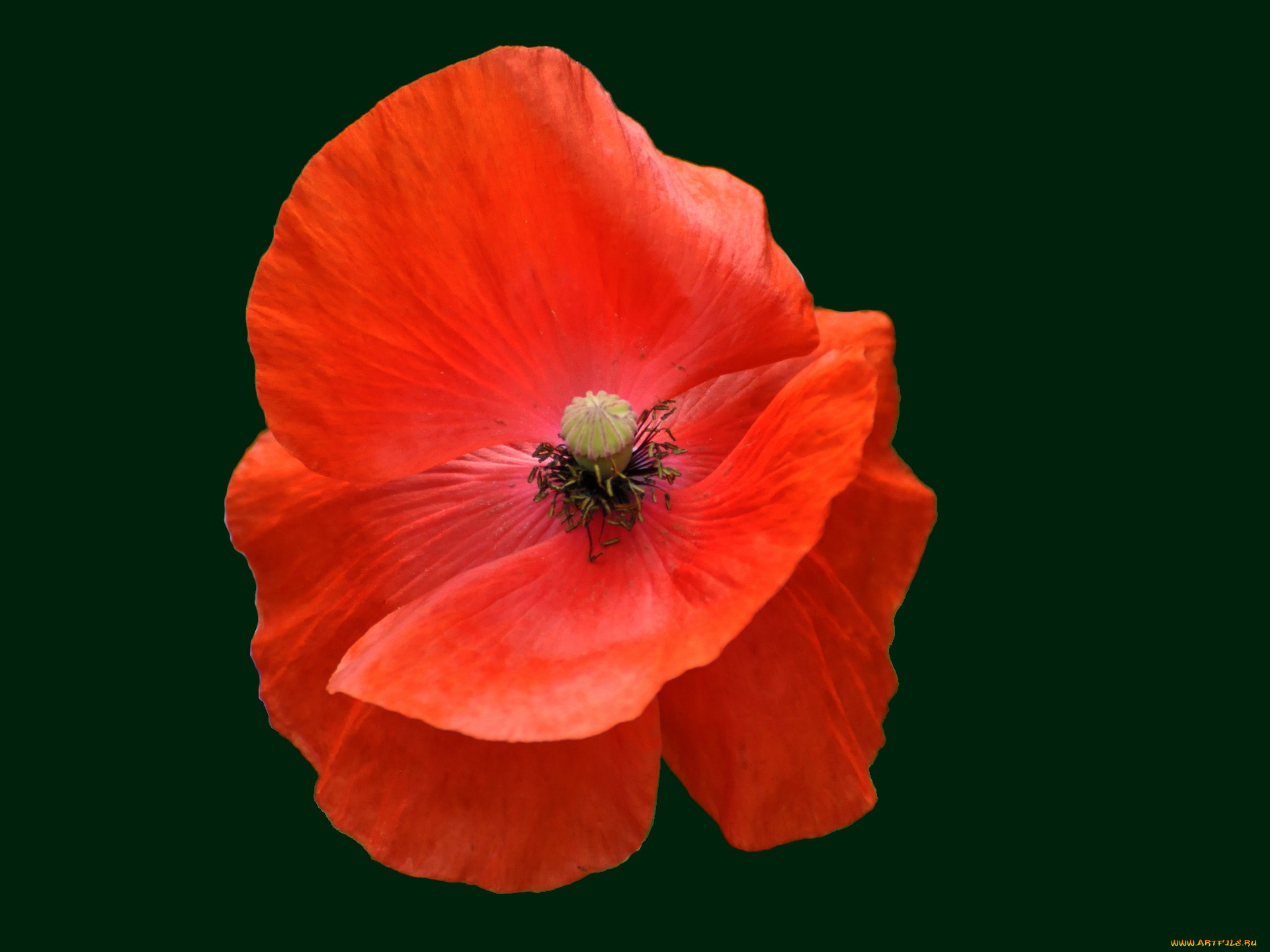 цветы, маки