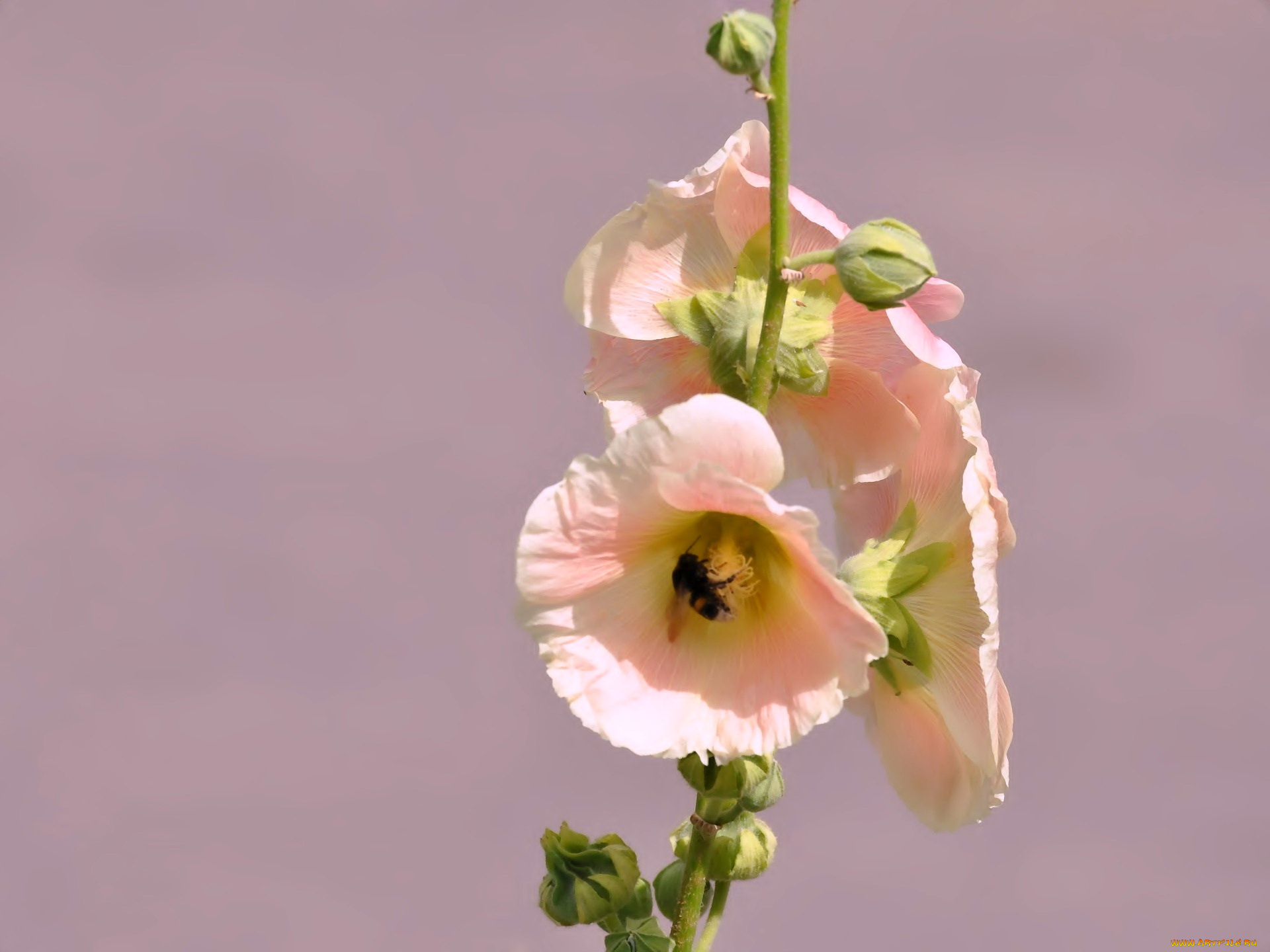 цветы, мальвы